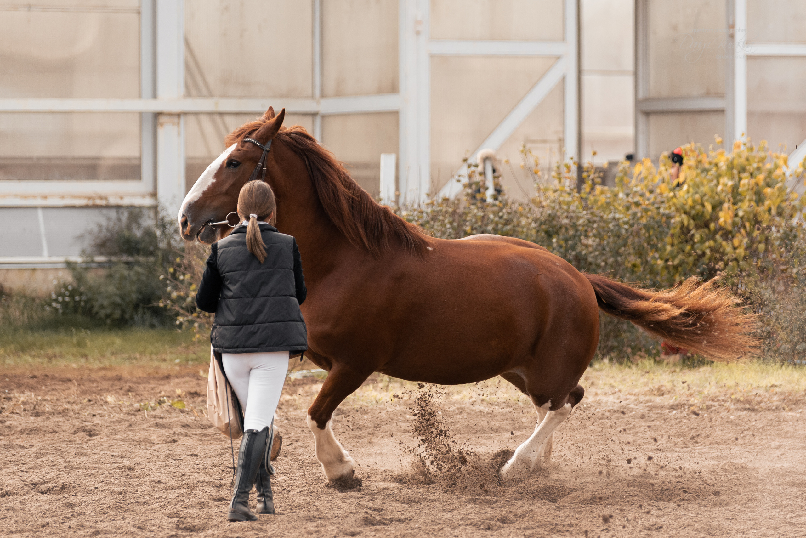 Богдарня. Конный фотограф Куракина Дарья • Фотосессии с лошадьми