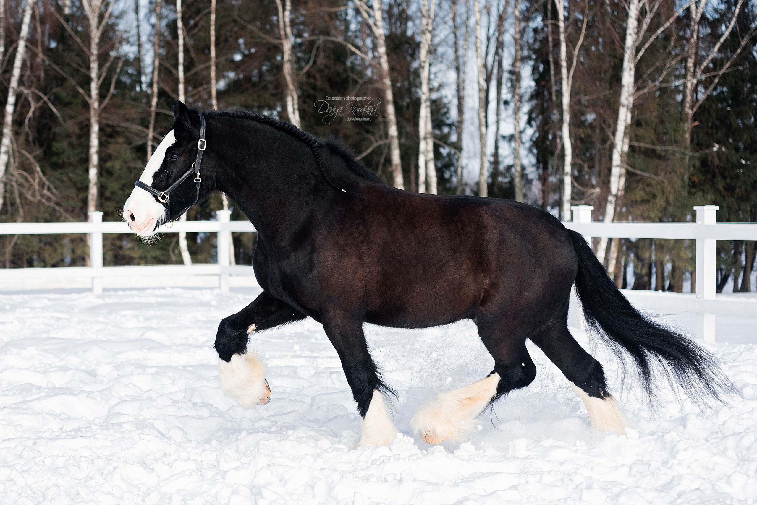 Лафарейдо. Конный фотограф Куракина Дарья • Фотосессии с лошадьми