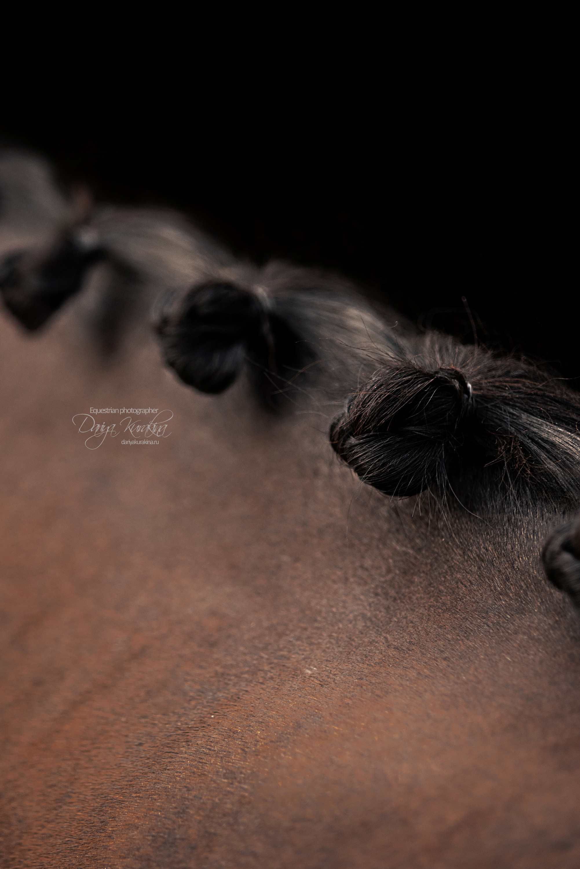 Джей Z. Конный фотограф Куракина Дарья • Фотосессии с лошадьми