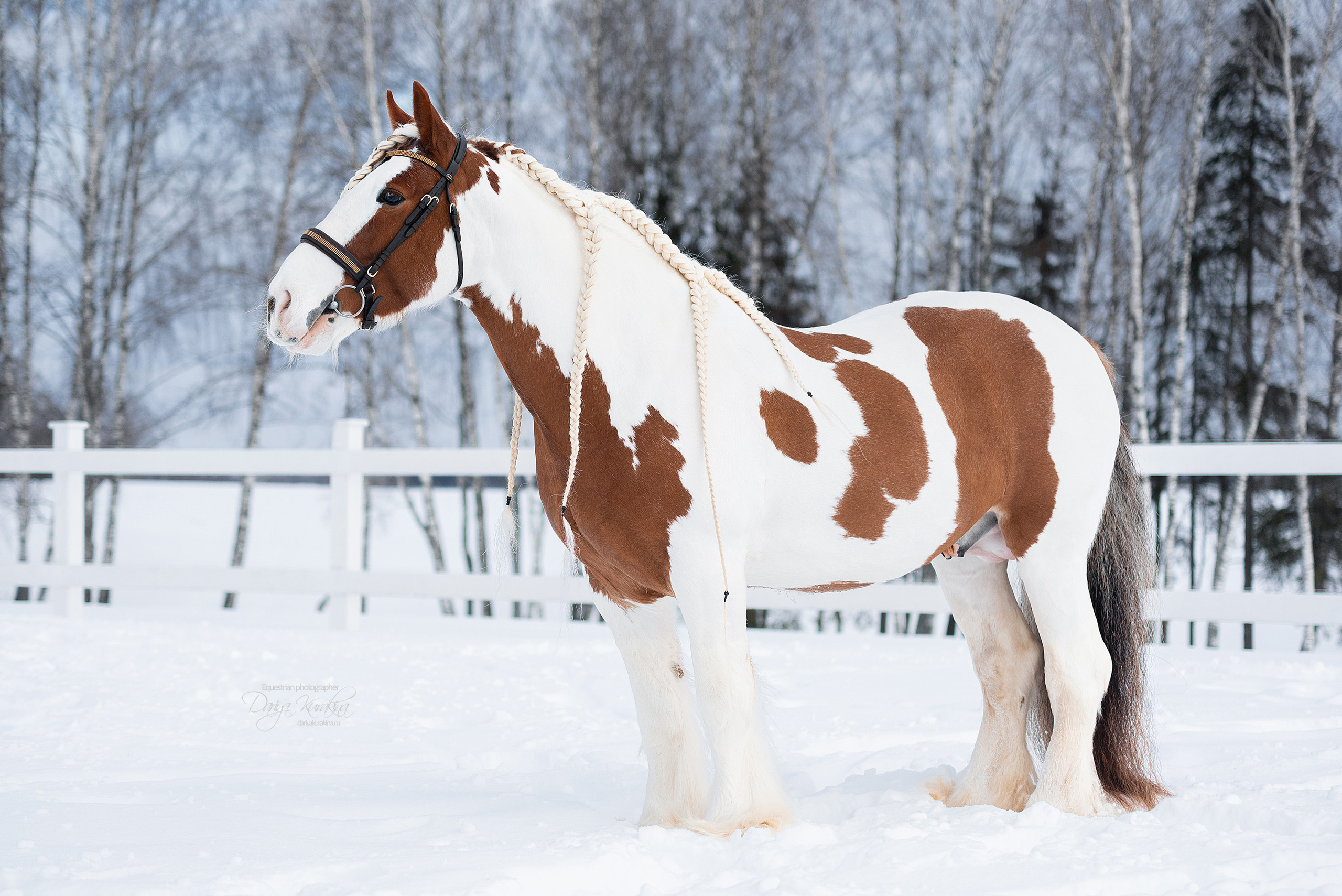 Лафарейдо. Конный фотограф Куракина Дарья • Фотосессии с лошадьми