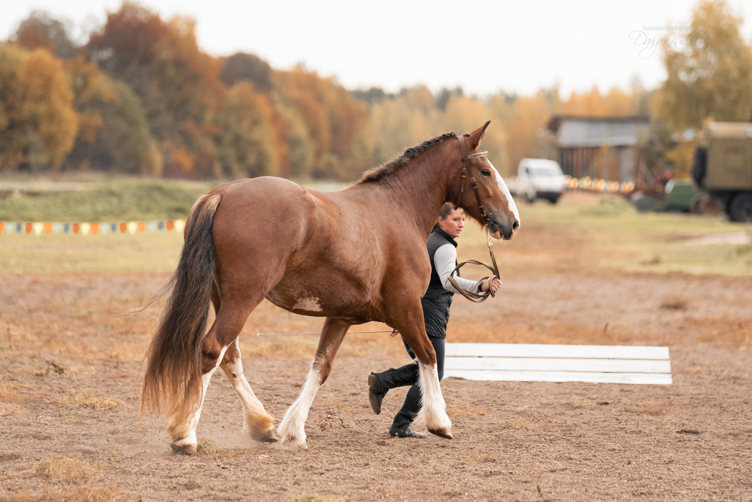 Богдарня. Конный фотограф Куракина Дарья • Фотосессии с лошадьми