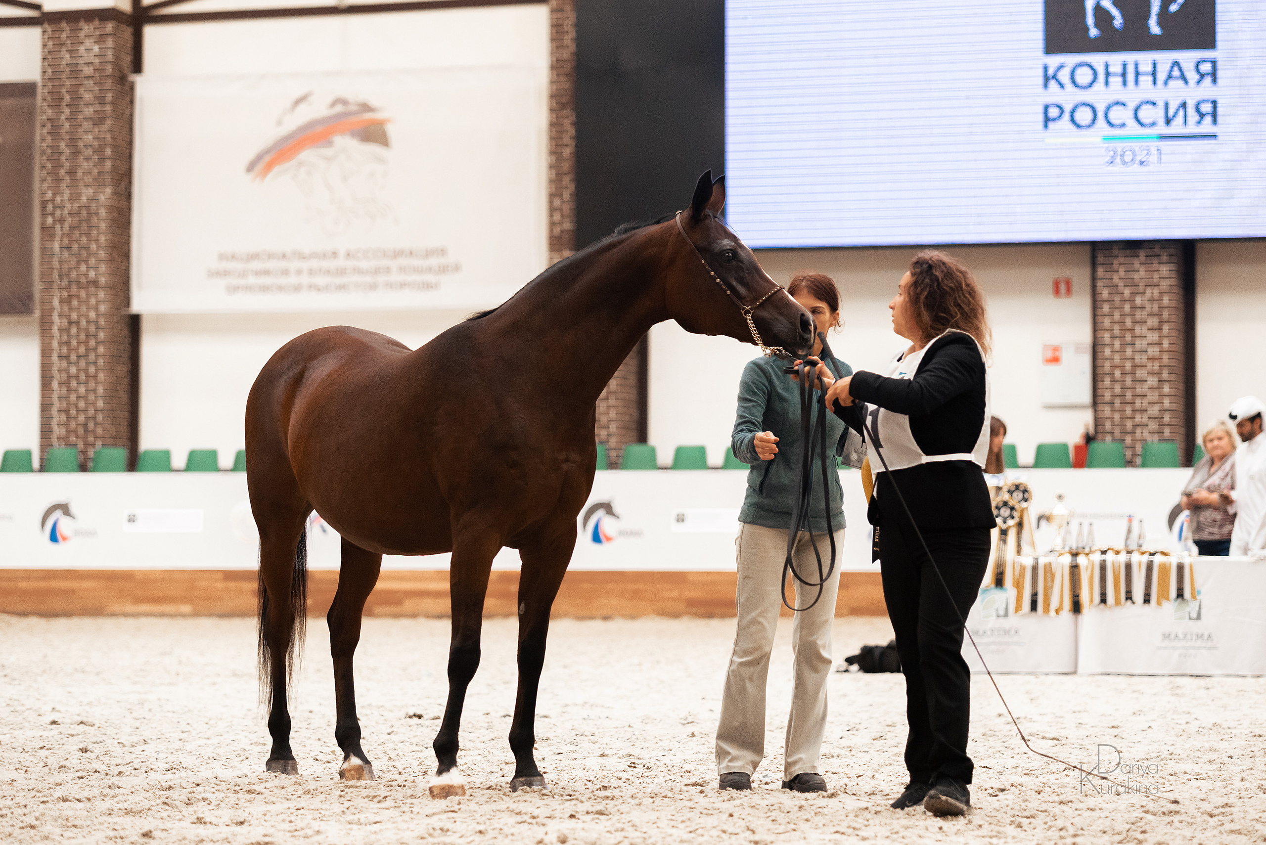 Конная Россия 2021. Конный фотограф Куракина Дарья • Фотосессии с лошадьми