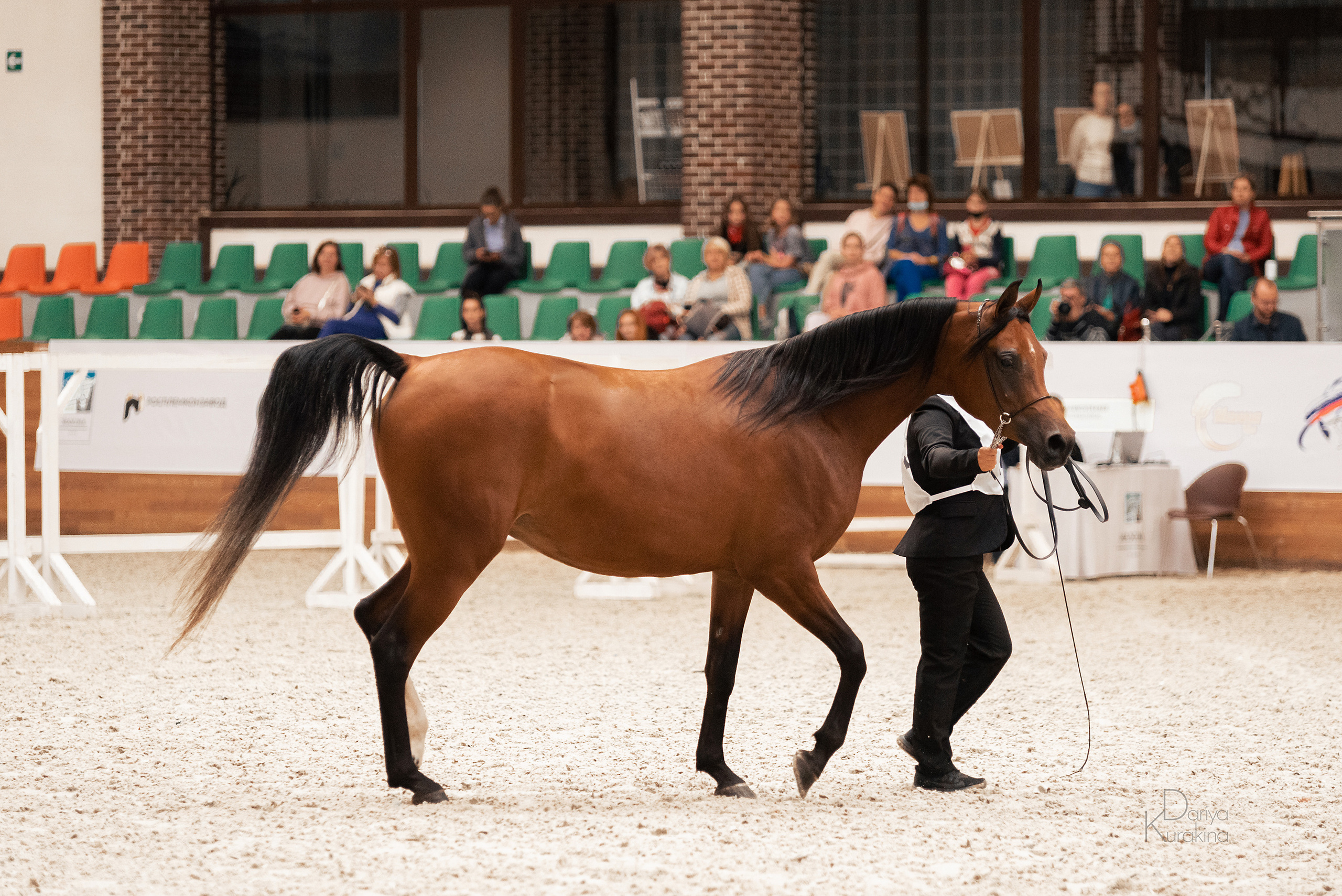 Конная Россия 2021. Конный фотограф Куракина Дарья • Фотосессии с лошадьми