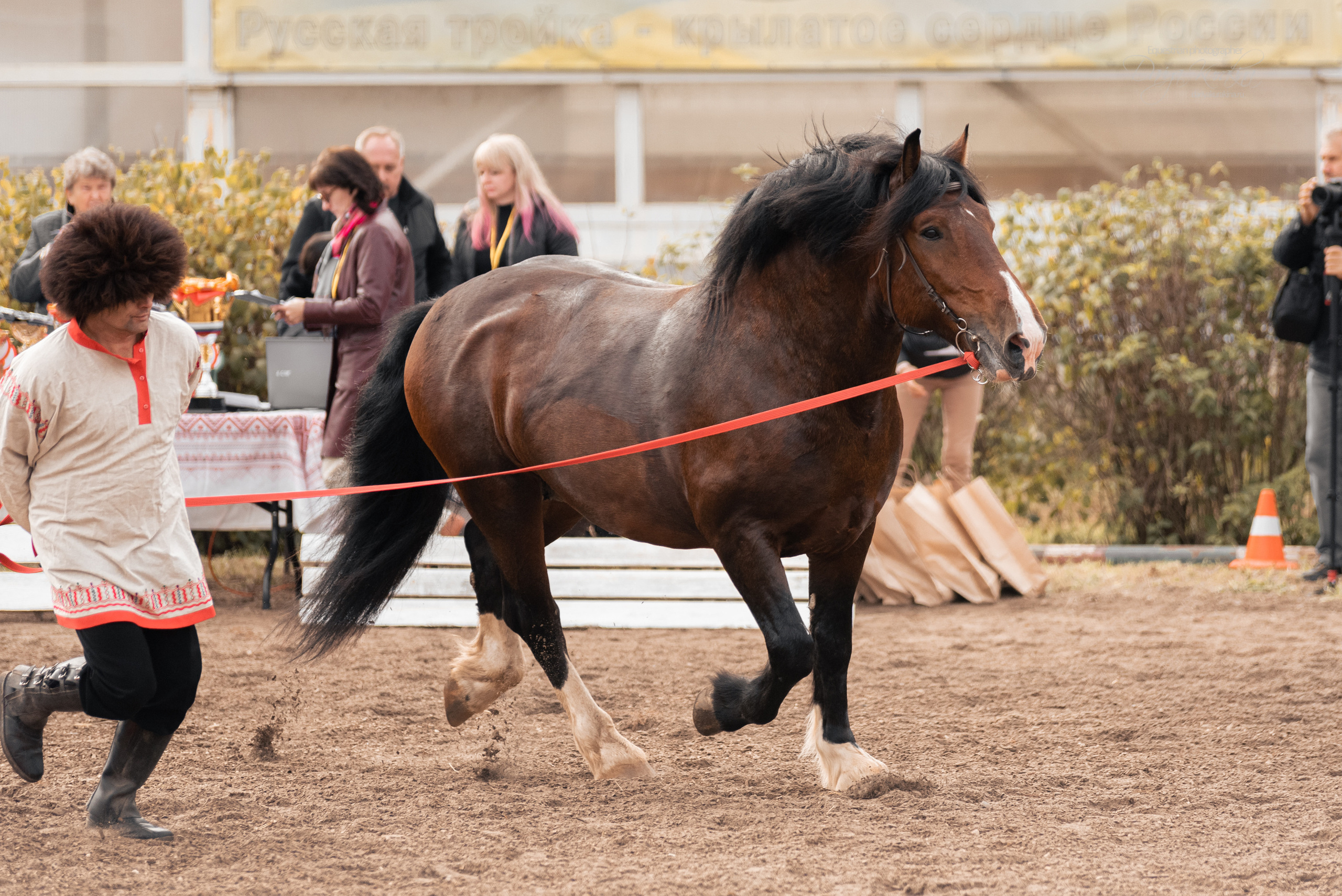 Богдарня. Конный фотограф Куракина Дарья • Фотосессии с лошадьми