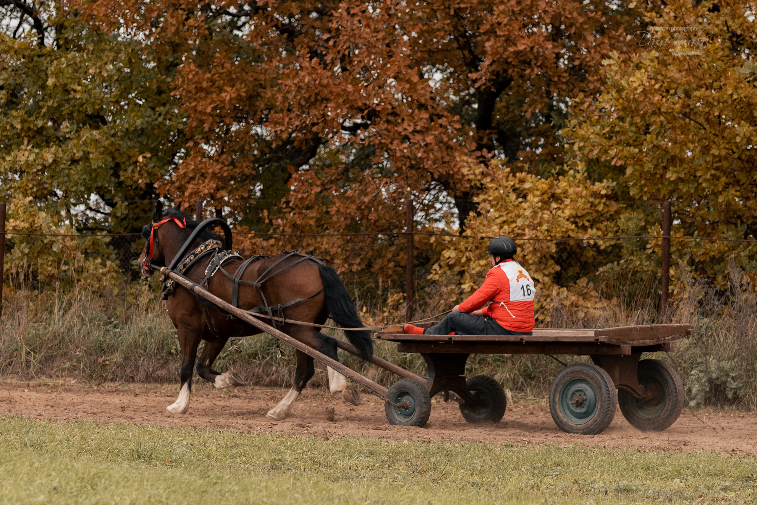 Богдарня. Конный фотограф Куракина Дарья • Фотосессии с лошадьми