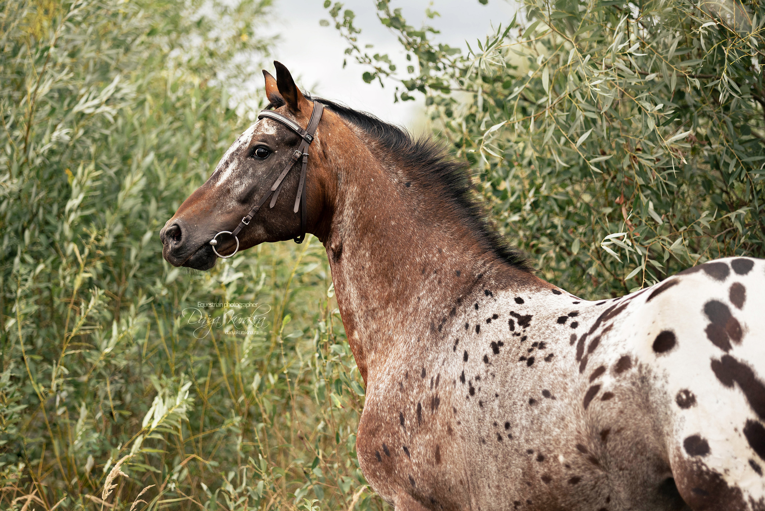 Кнабы. Конный фотограф Куракина Дарья • Фотосессии с лошадьми