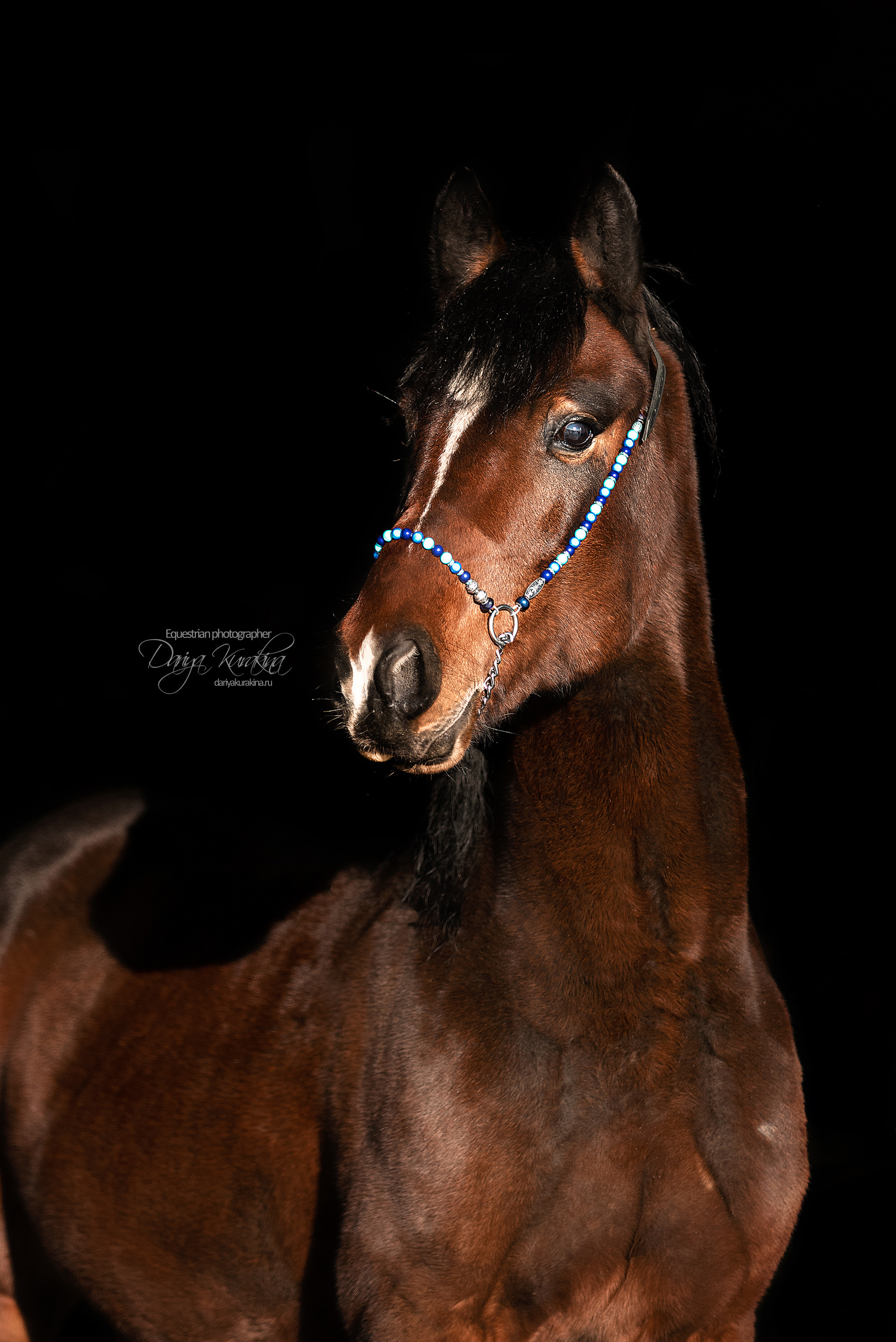 Сияние. Конный фотограф Куракина Дарья • Фотосессии с лошадьми
