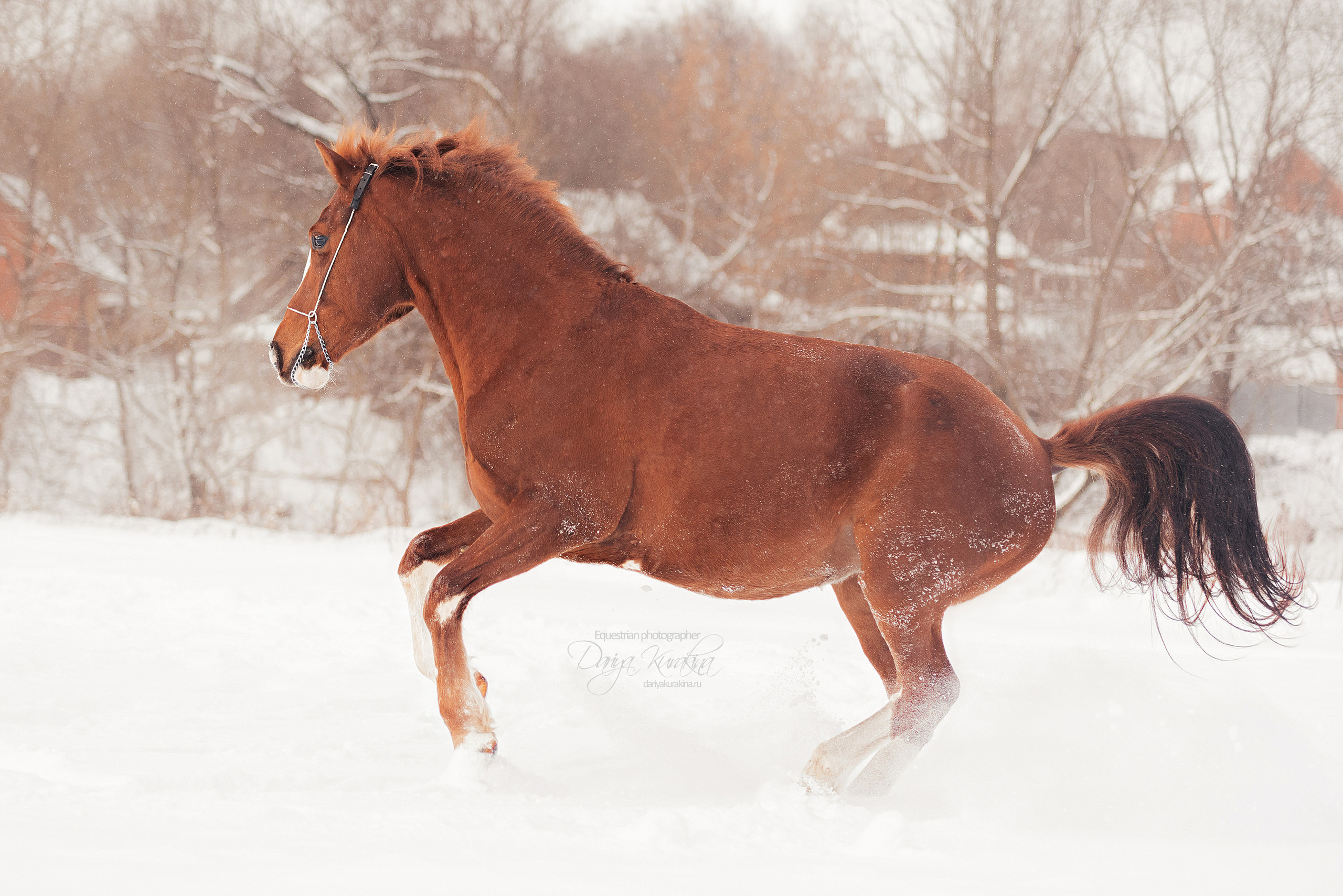 Атос. Конный фотограф Куракина Дарья • Фотосессии с лошадьми