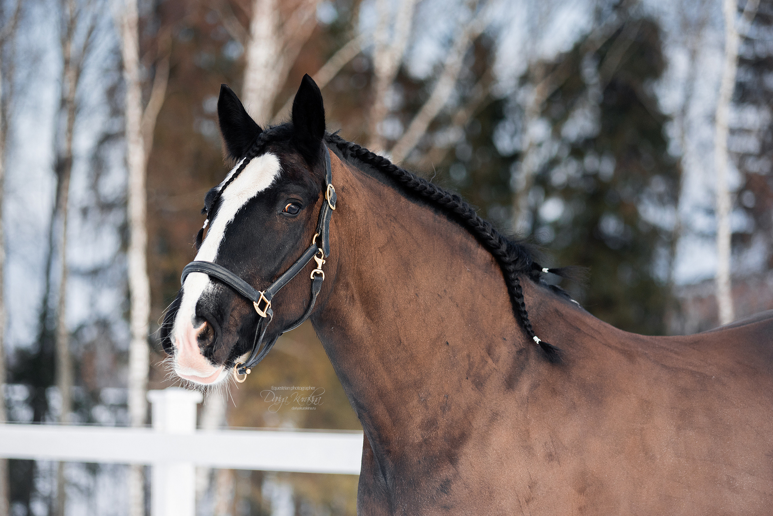 Лафарейдо. Конный фотограф Куракина Дарья • Фотосессии с лошадьми