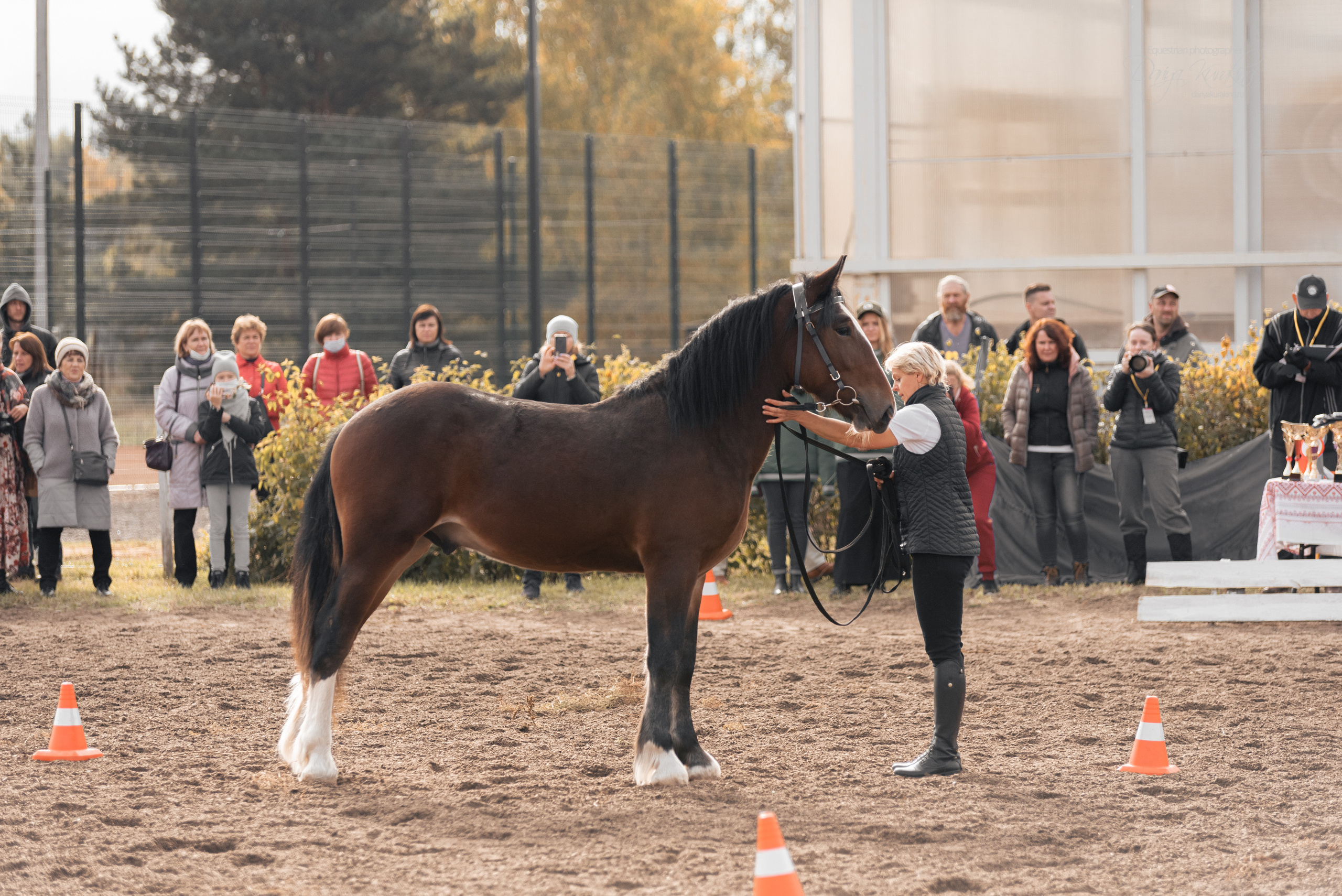 Богдарня. Конный фотограф Куракина Дарья • Фотосессии с лошадьми