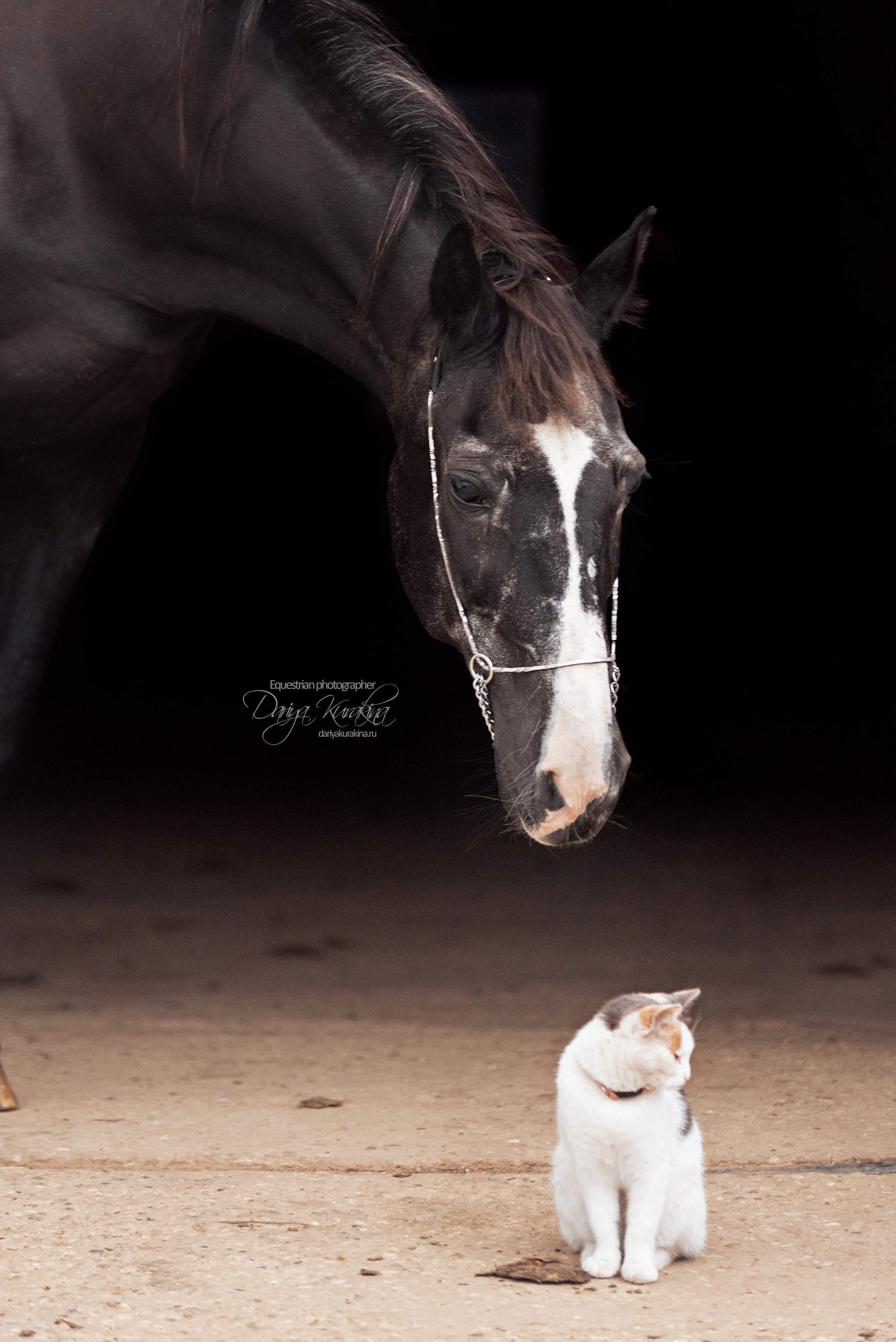 Дед Нарцисс. Конный фотограф Куракина Дарья • Фотосессии с лошадьми