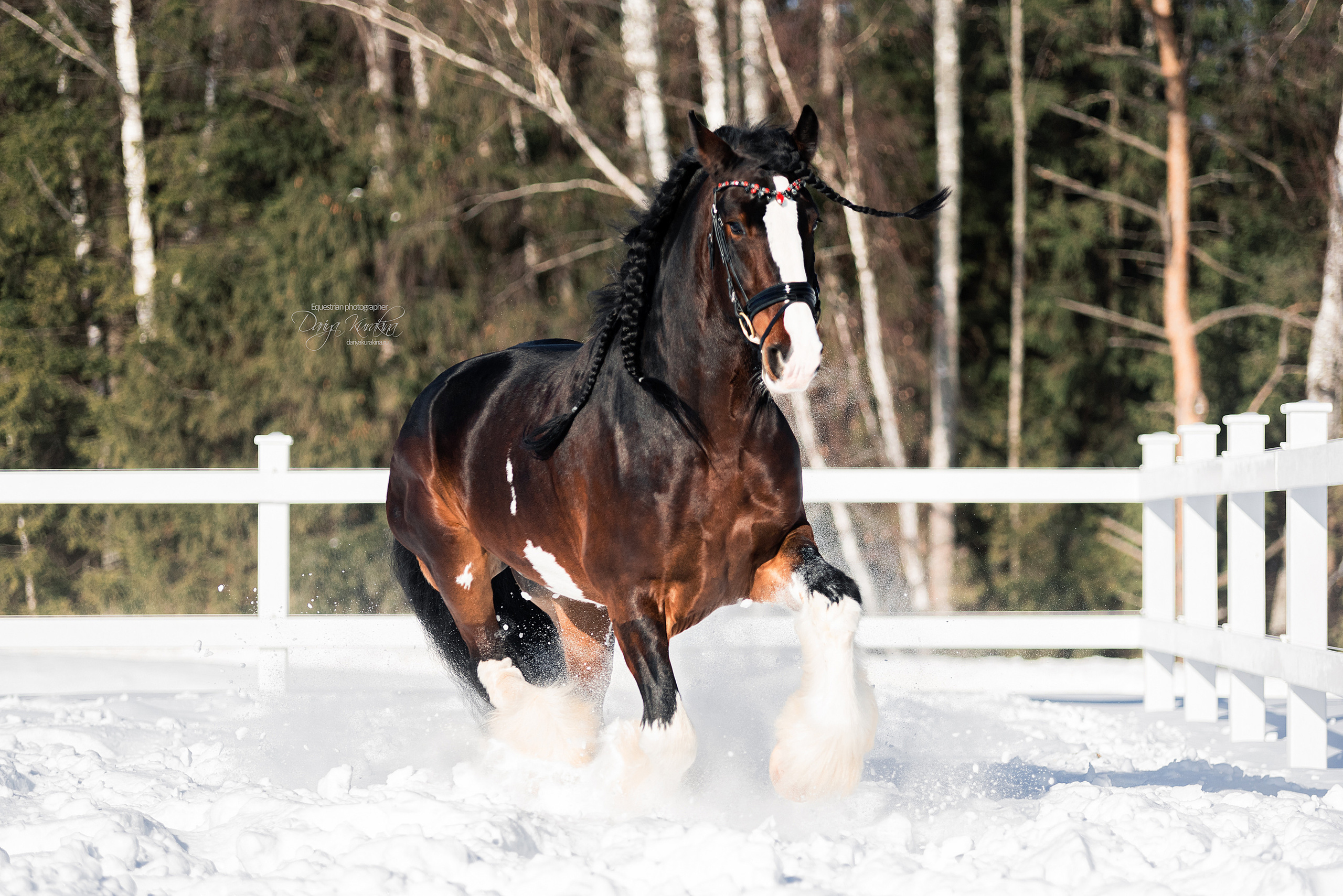 Лафарейдо. Конный фотограф Куракина Дарья • Фотосессии с лошадьми