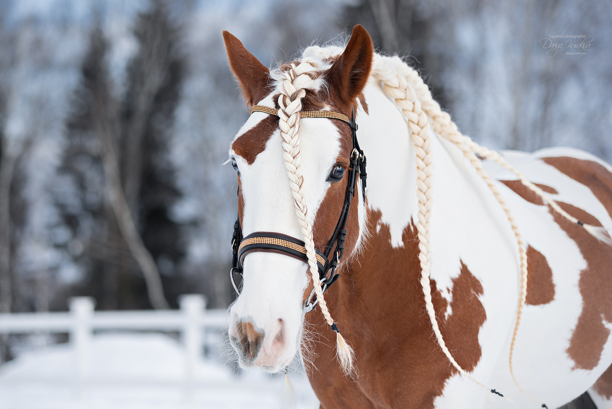Лафарейдо. Конный фотограф Куракина Дарья • Фотосессии с лошадьми