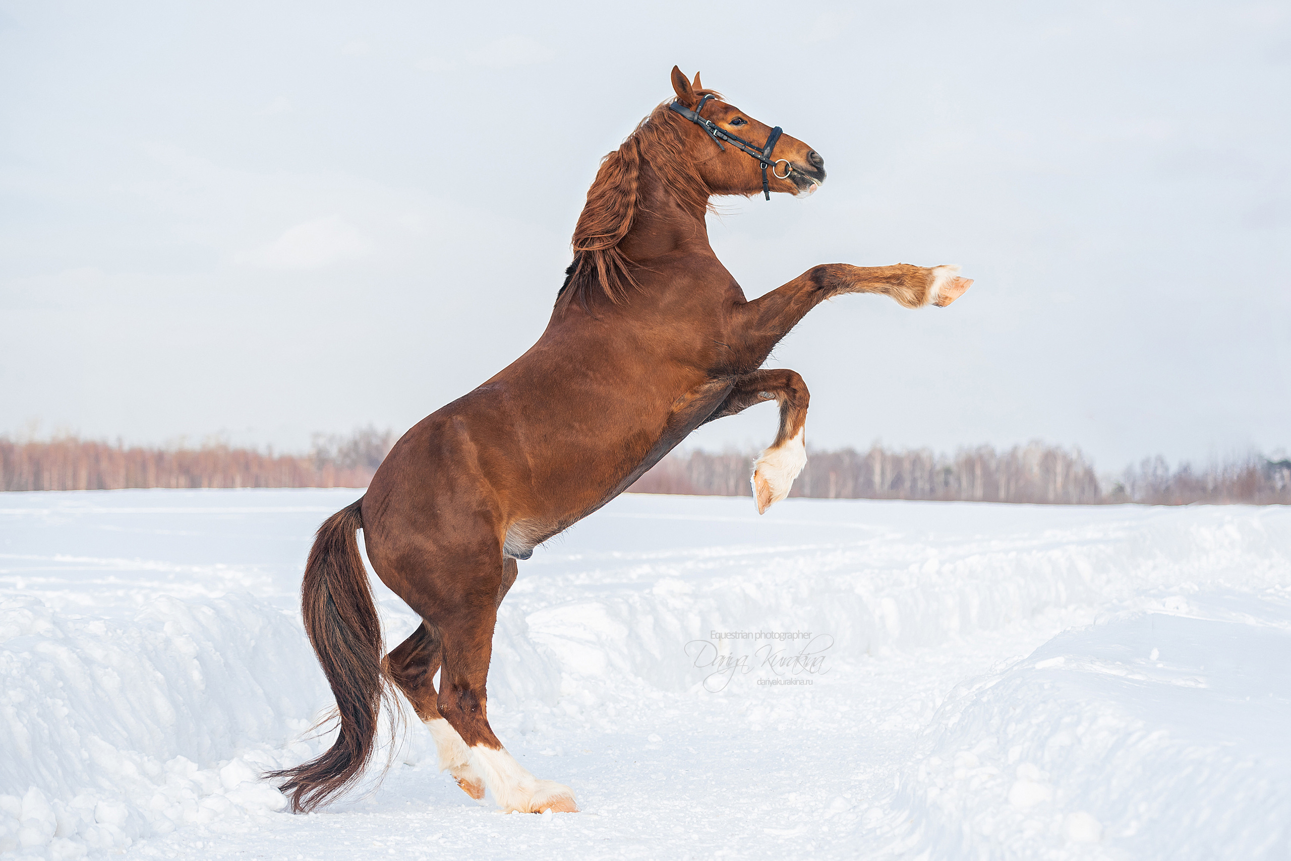 Лиза и Ригард. Конный фотограф Куракина Дарья • Фотосессии с лошадьми