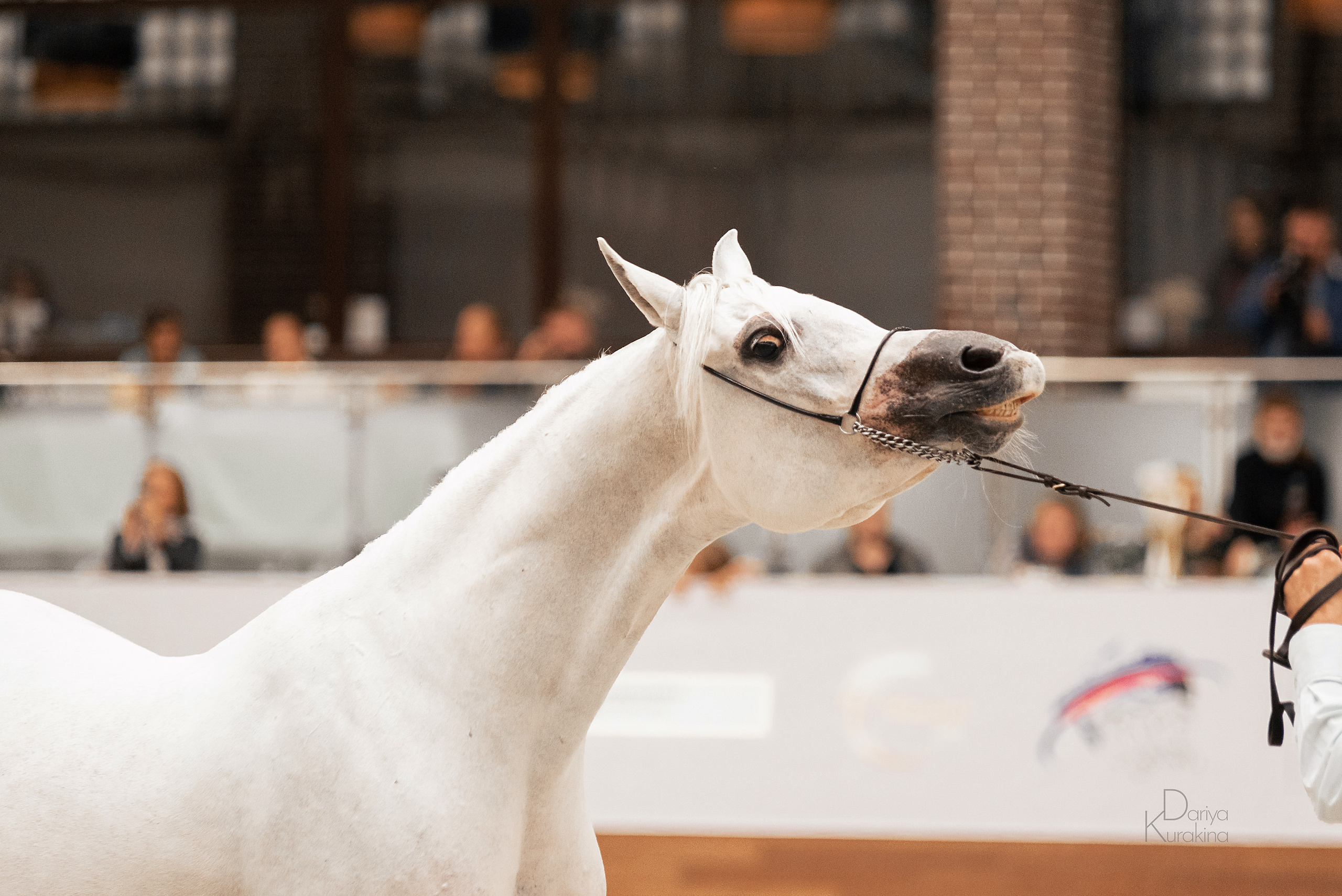 Конная Россия 2021. Конный фотограф Куракина Дарья • Фотосессии с лошадьми