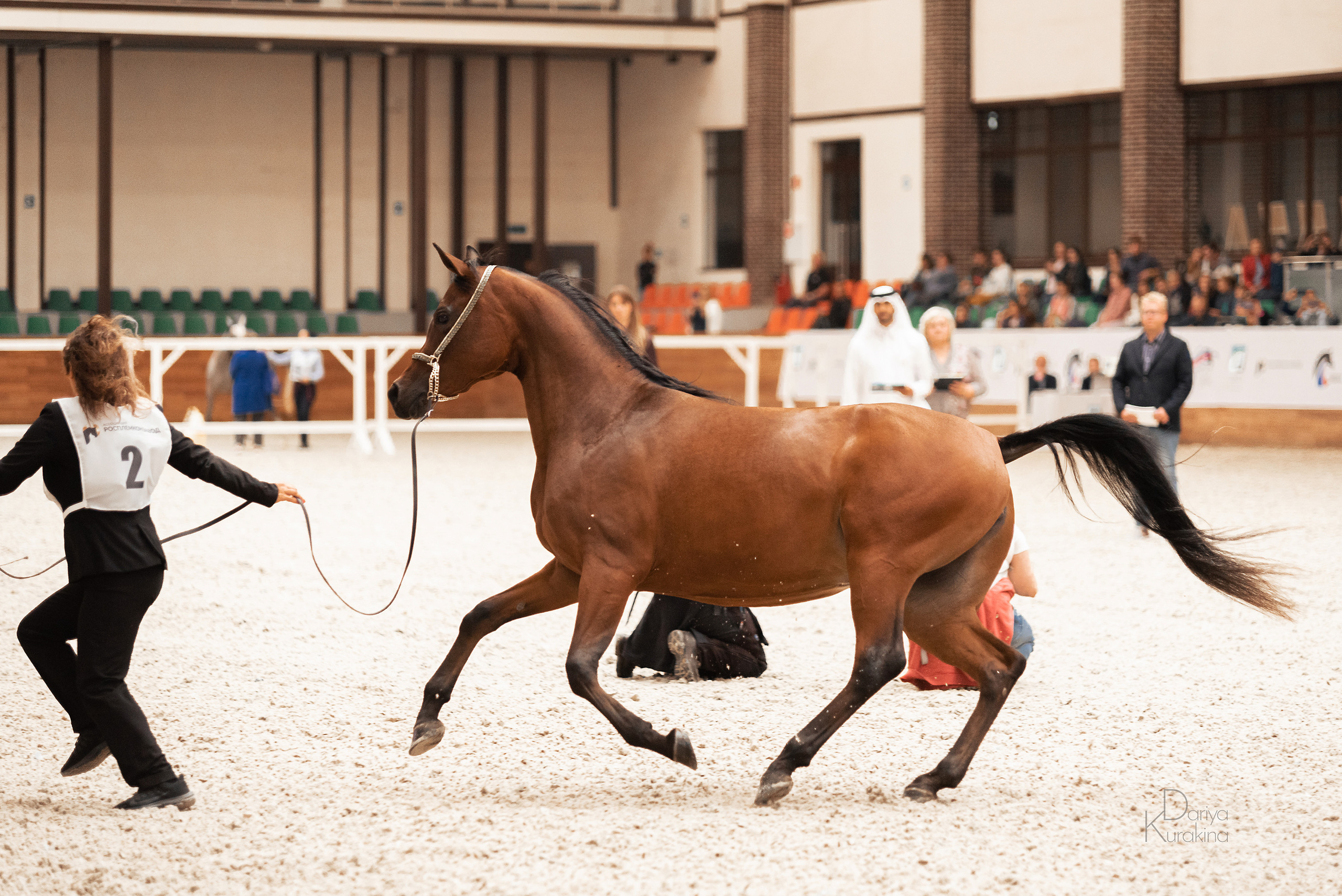 Конная Россия 2021. Конный фотограф Куракина Дарья • Фотосессии с лошадьми