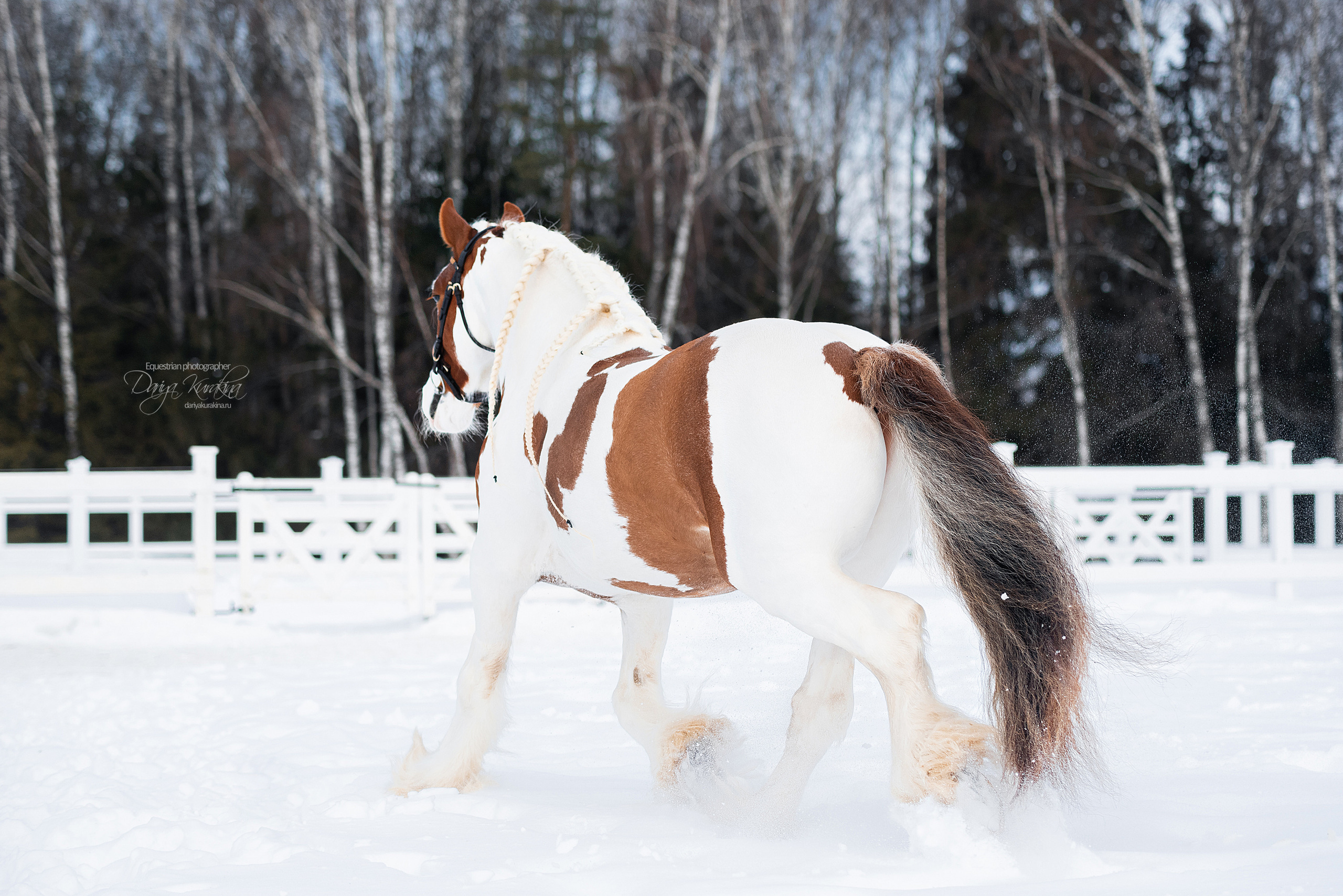 Лафарейдо. Конный фотограф Куракина Дарья • Фотосессии с лошадьми