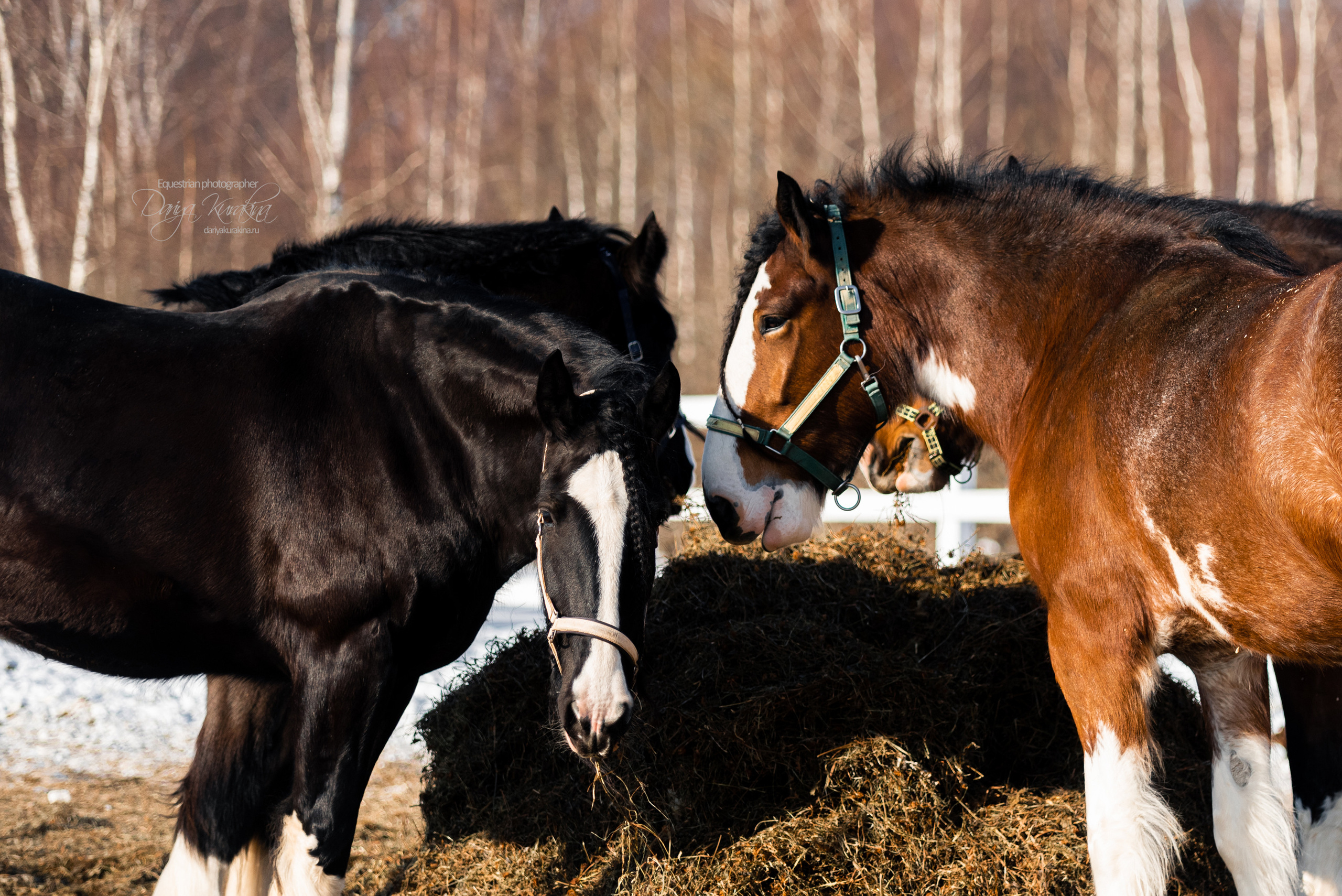 Лафарейдо. Конный фотограф Куракина Дарья • Фотосессии с лошадьми