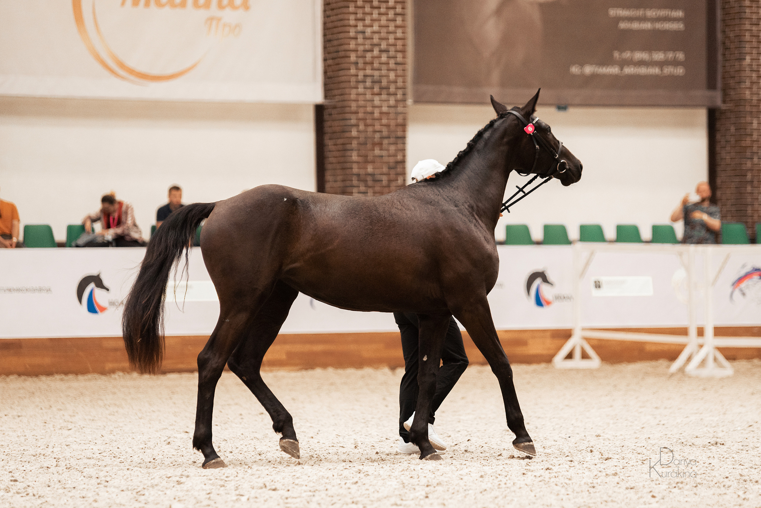 Конная Россия 2021. Конный фотограф Куракина Дарья • Фотосессии с лошадьми