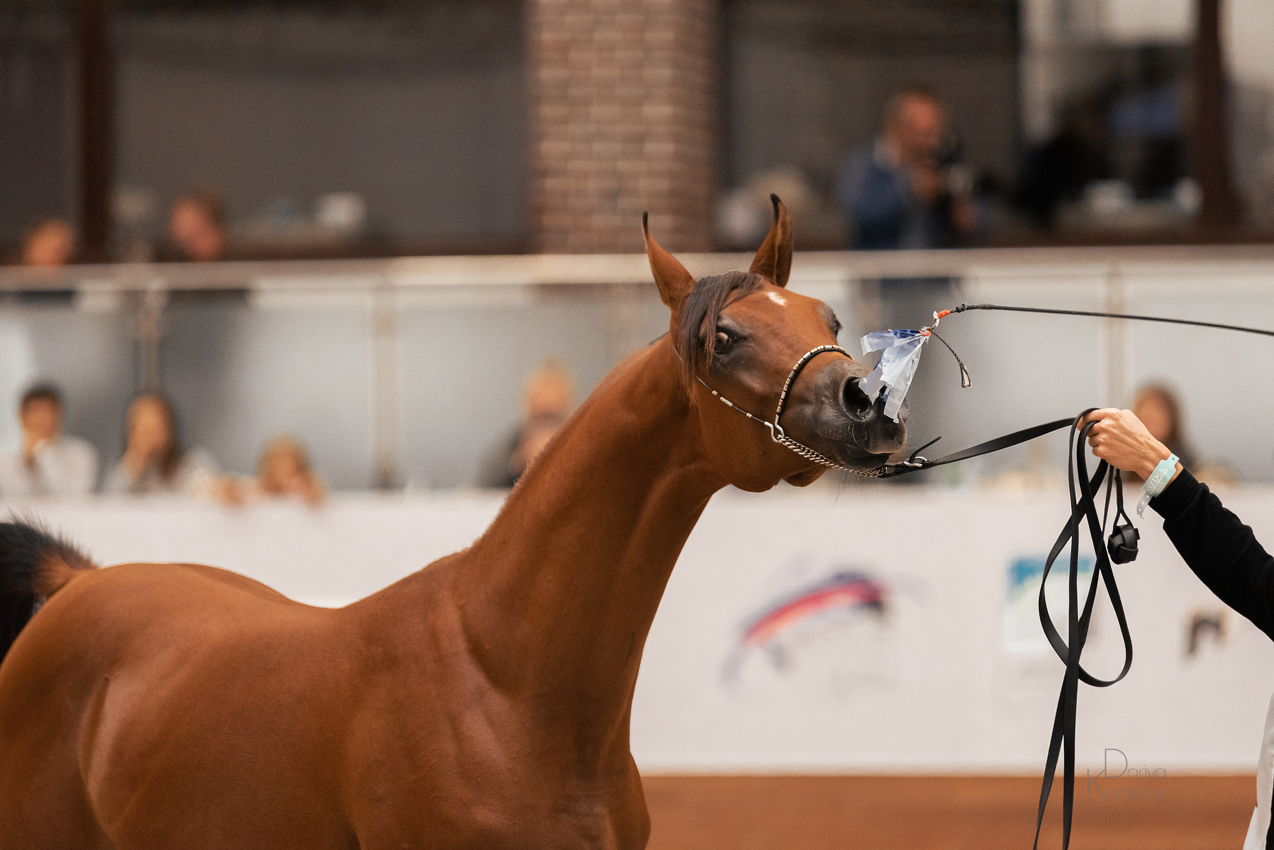 Конная Россия 2021. Конный фотограф Куракина Дарья • Фотосессии с лошадьми