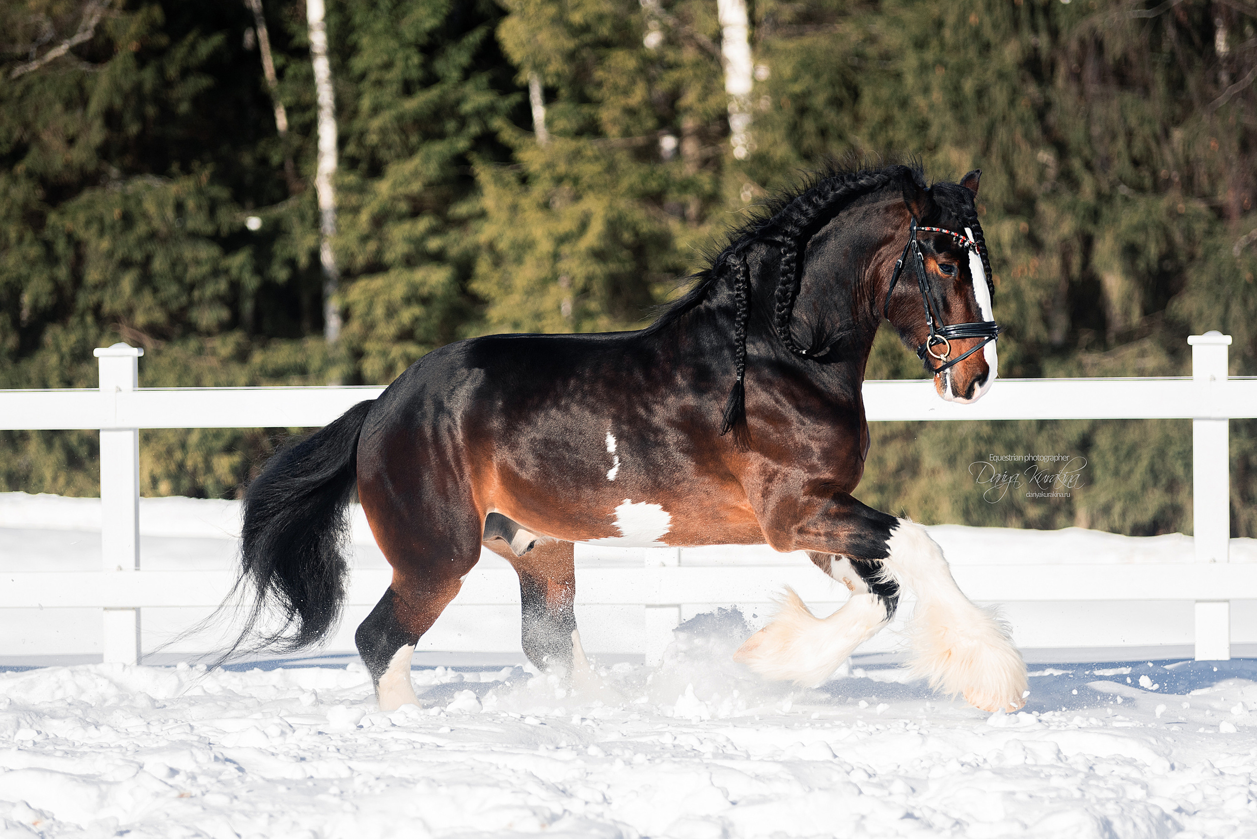 Лафарейдо. Конный фотограф Куракина Дарья • Фотосессии с лошадьми
