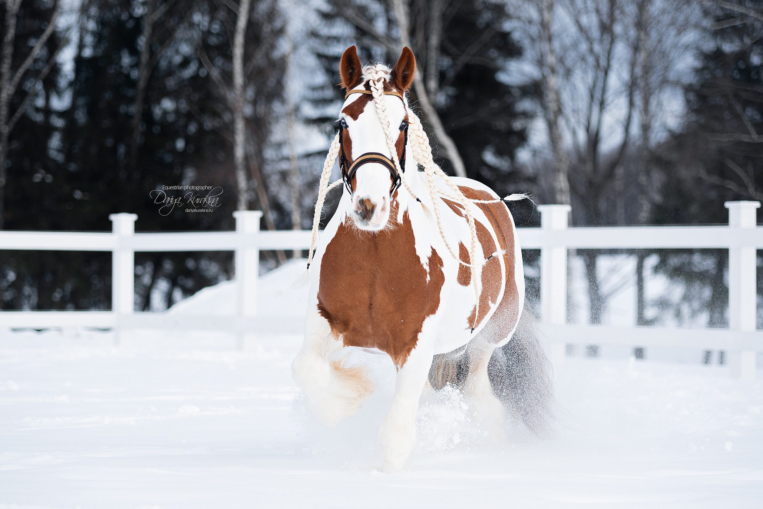 Конный фотограф Куракина Дарья • Фотосессии с лошадьми