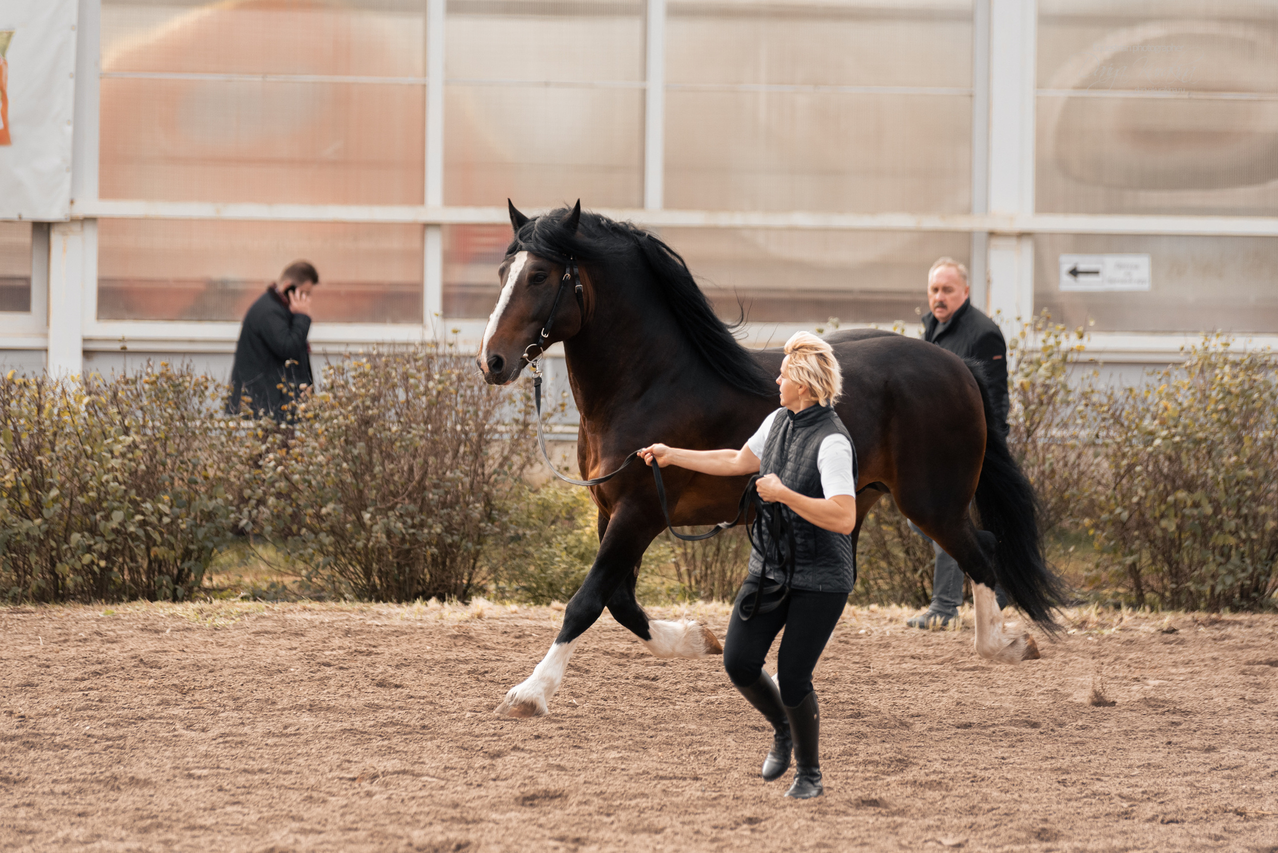 Богдарня. Конный фотограф Куракина Дарья • Фотосессии с лошадьми