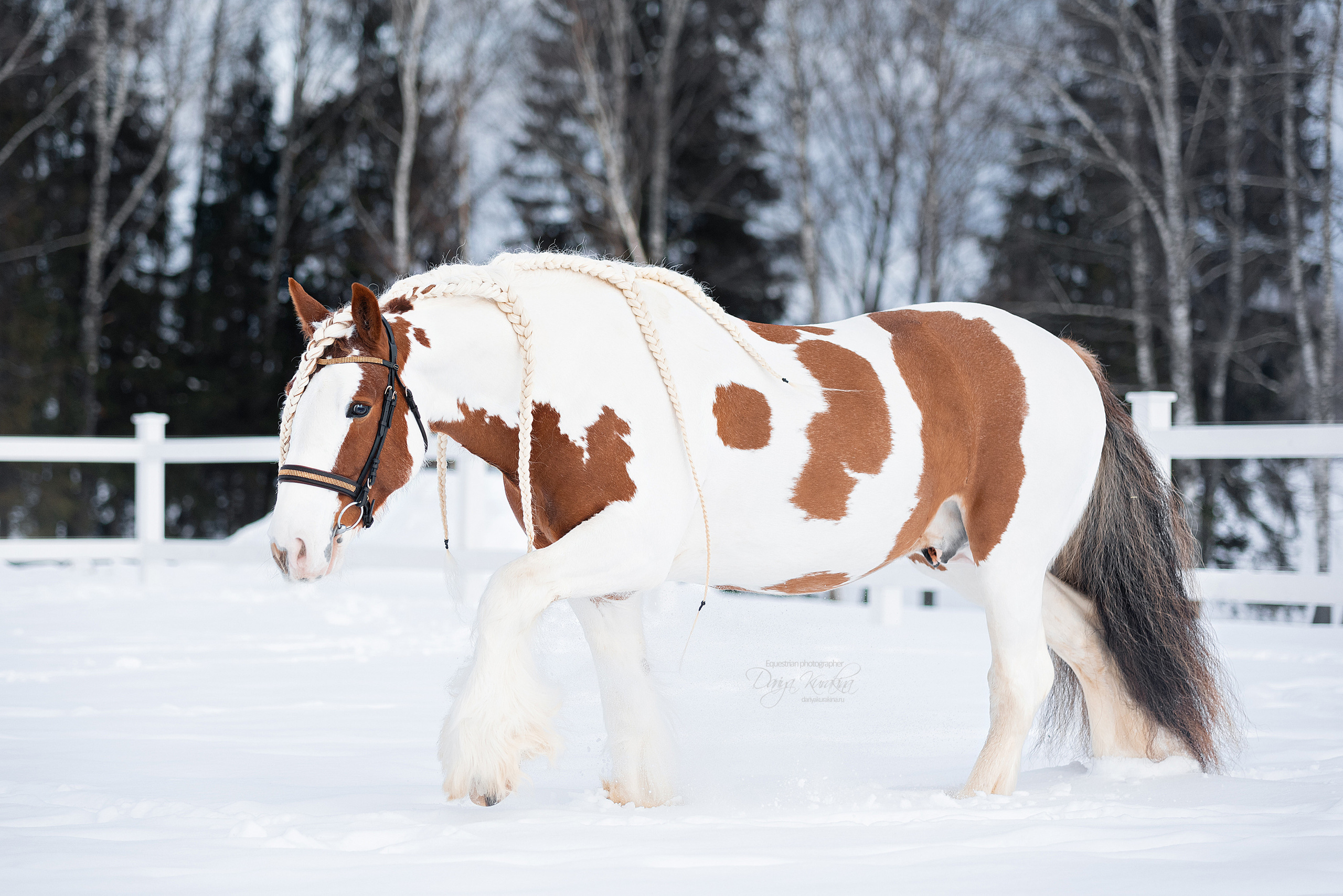 Лафарейдо. Конный фотограф Куракина Дарья • Фотосессии с лошадьми