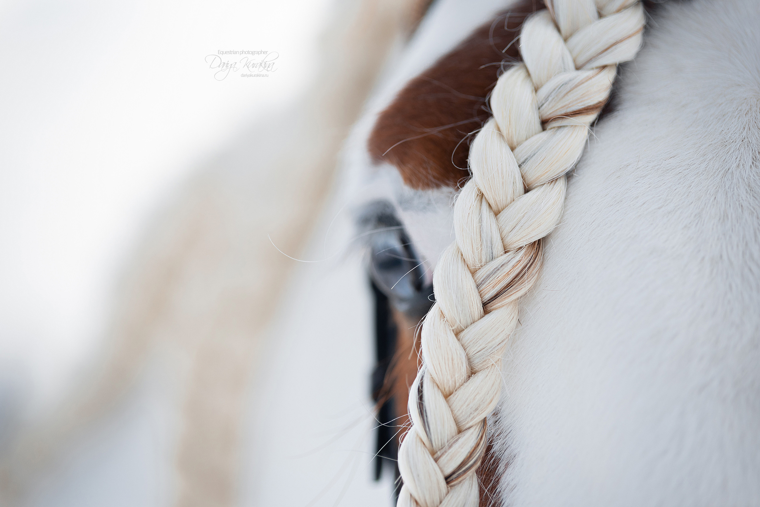 Лафарейдо. Конный фотограф Куракина Дарья • Фотосессии с лошадьми