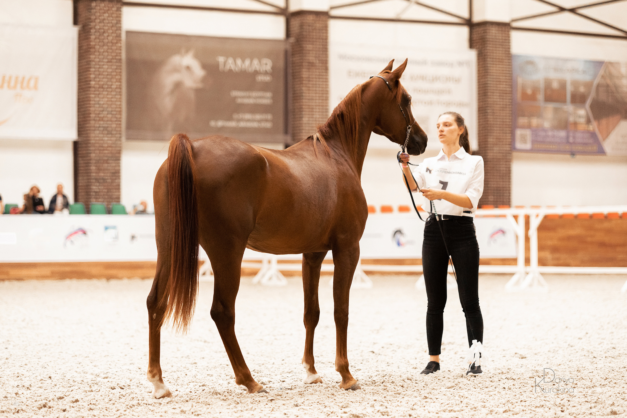 Конная Россия 2021. Конный фотограф Куракина Дарья • Фотосессии с лошадьми