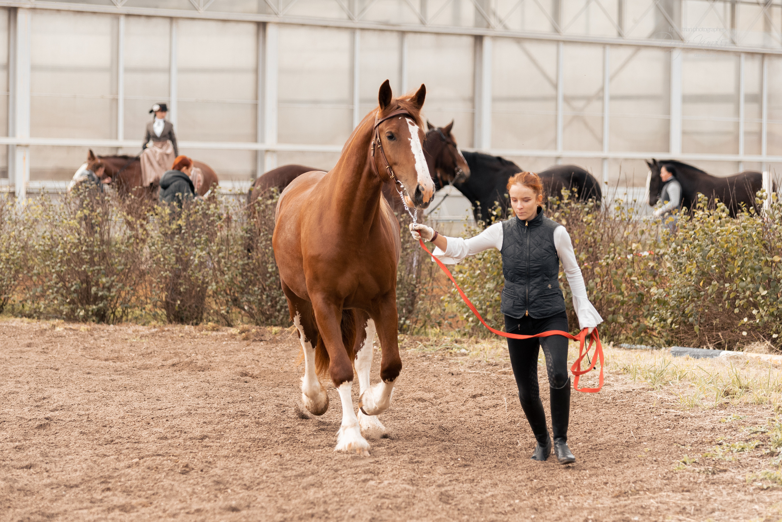 Богдарня. Конный фотограф Куракина Дарья • Фотосессии с лошадьми