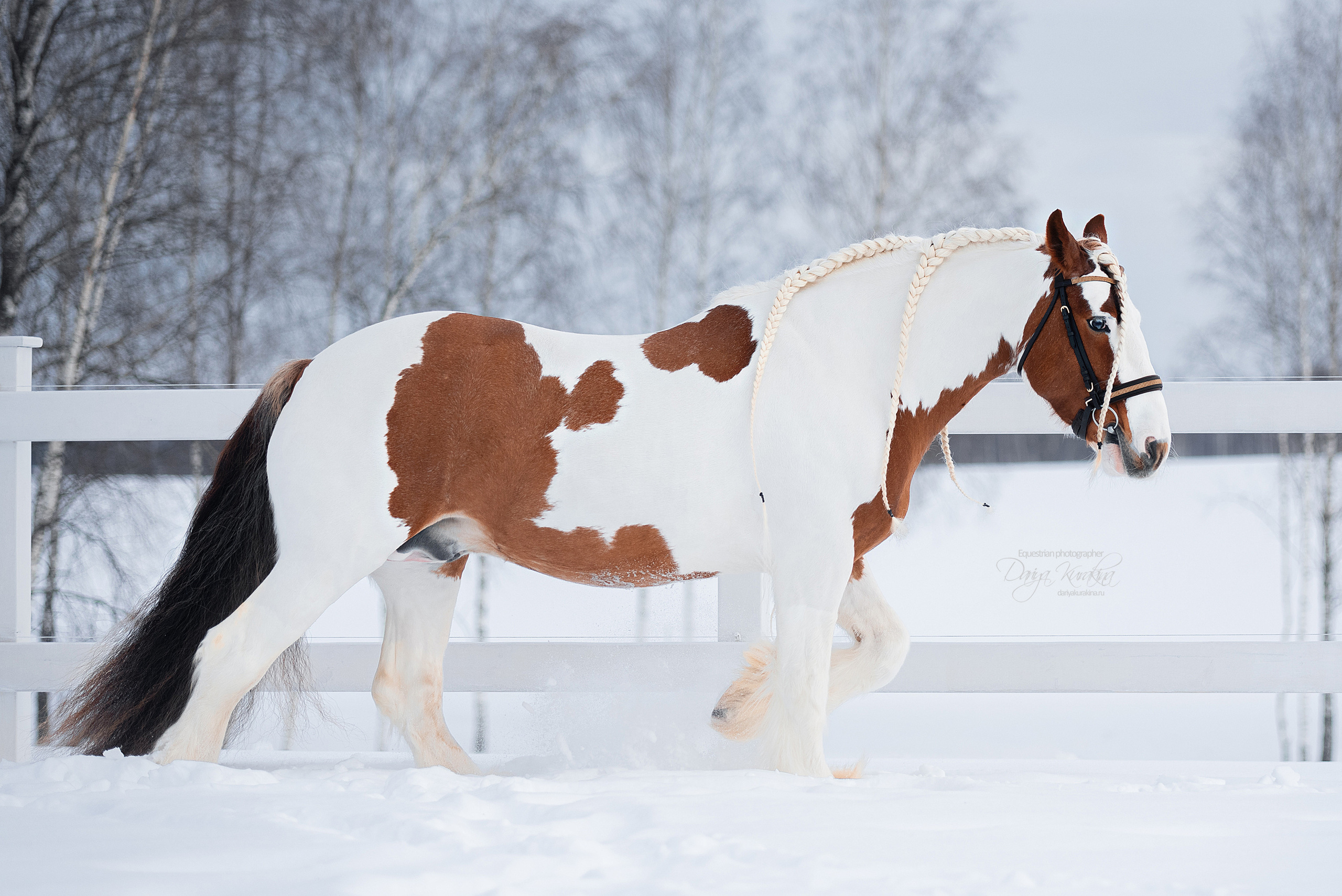 Лафарейдо. Конный фотограф Куракина Дарья • Фотосессии с лошадьми