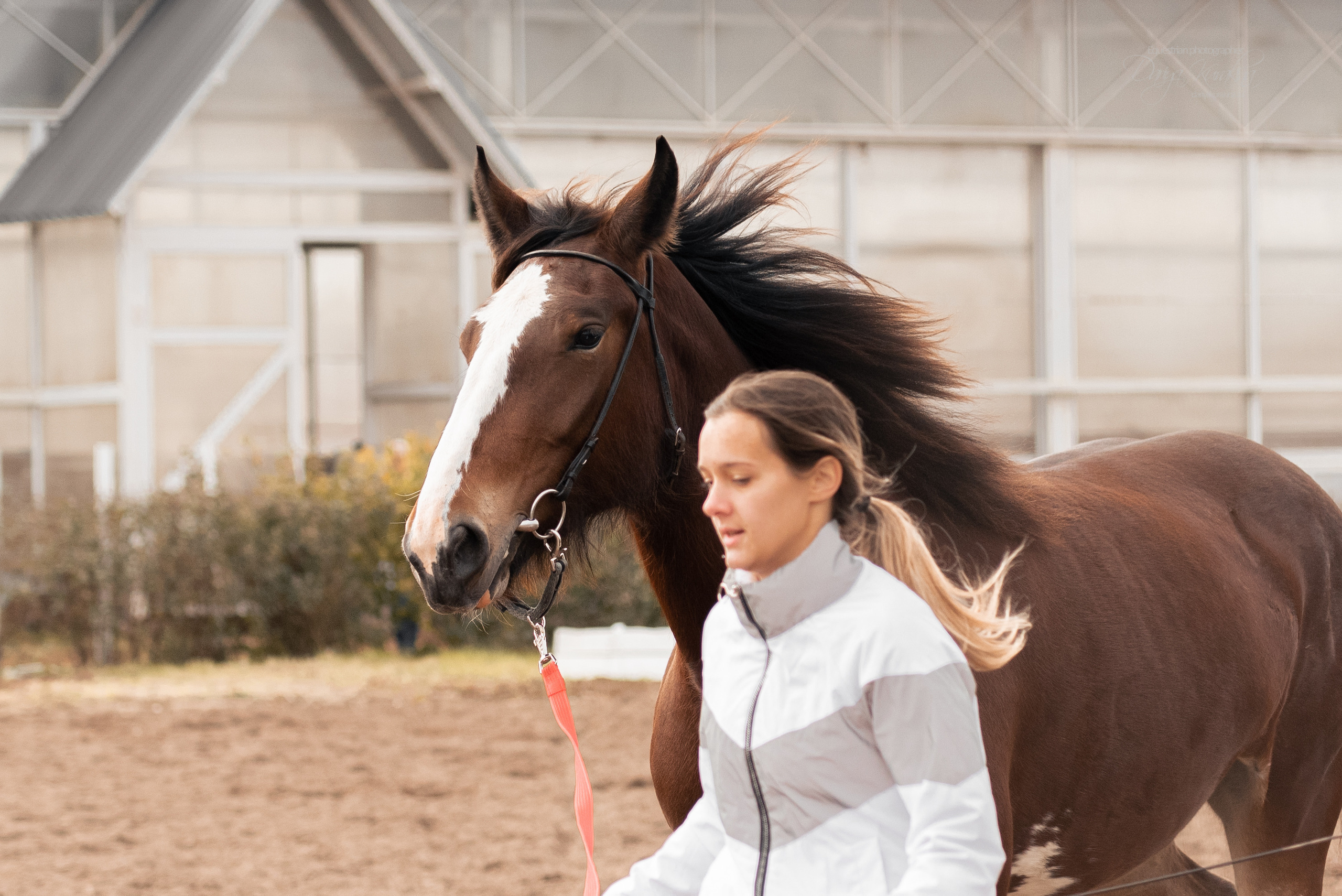 Богдарня. Конный фотограф Куракина Дарья • Фотосессии с лошадьми