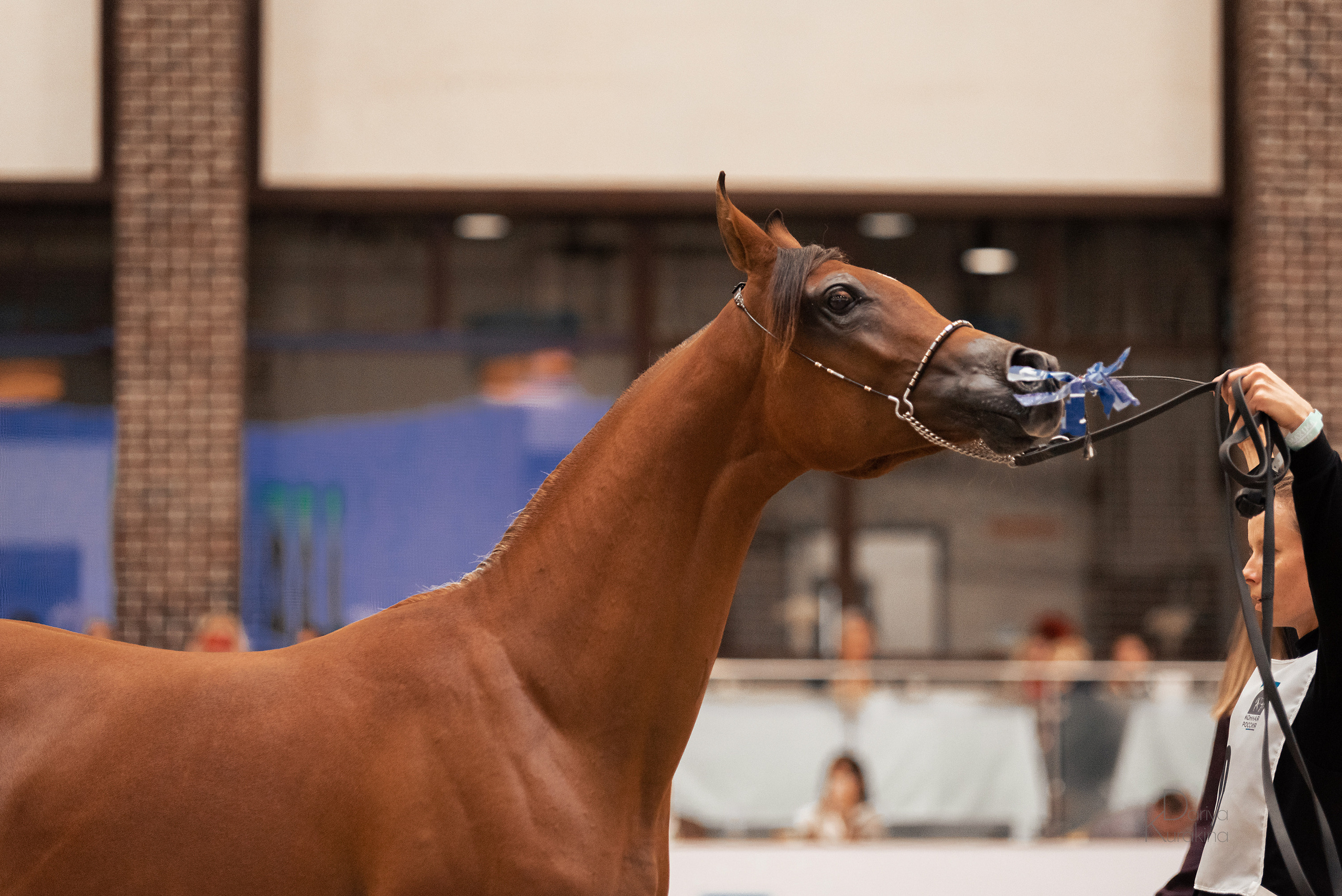 Конная Россия 2021. Конный фотограф Куракина Дарья • Фотосессии с лошадьми