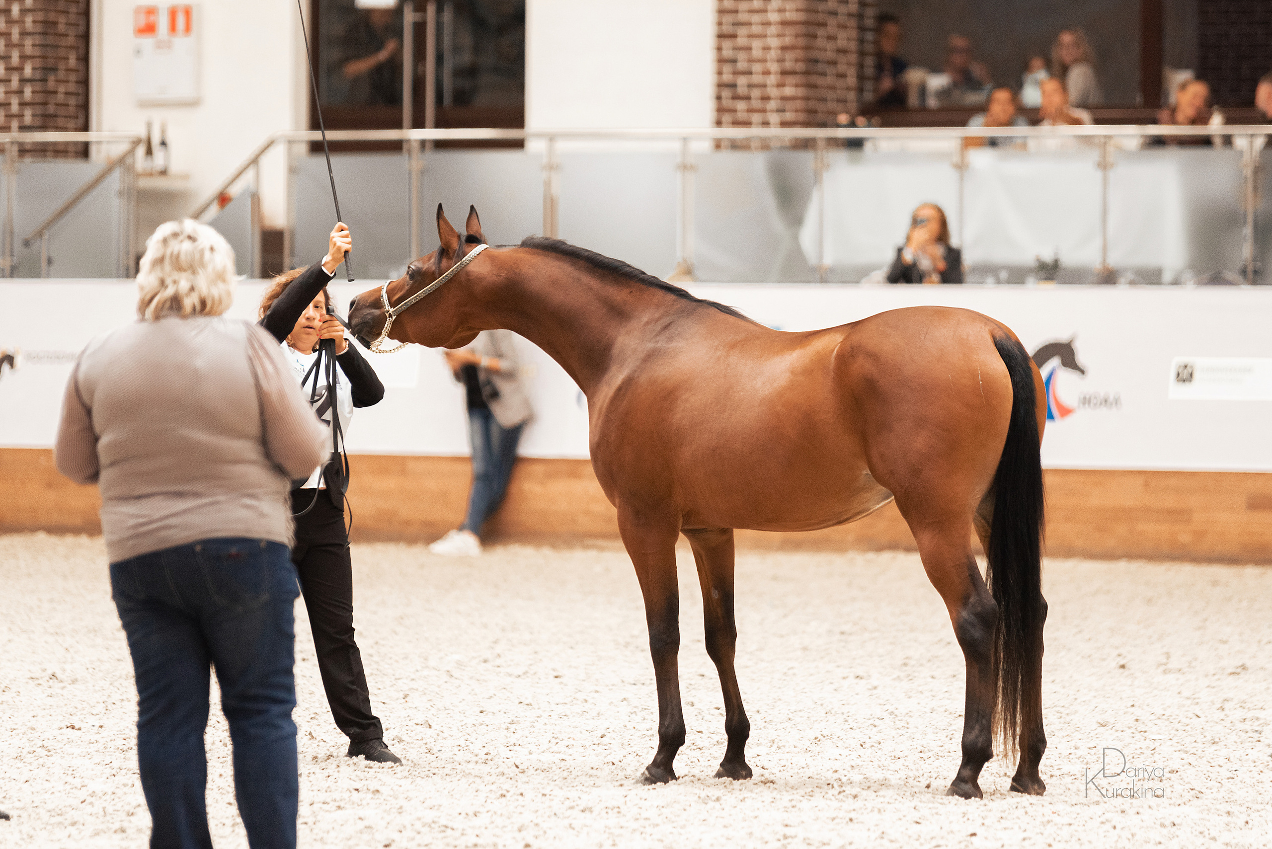 Конная Россия 2021. Конный фотограф Куракина Дарья • Фотосессии с лошадьми