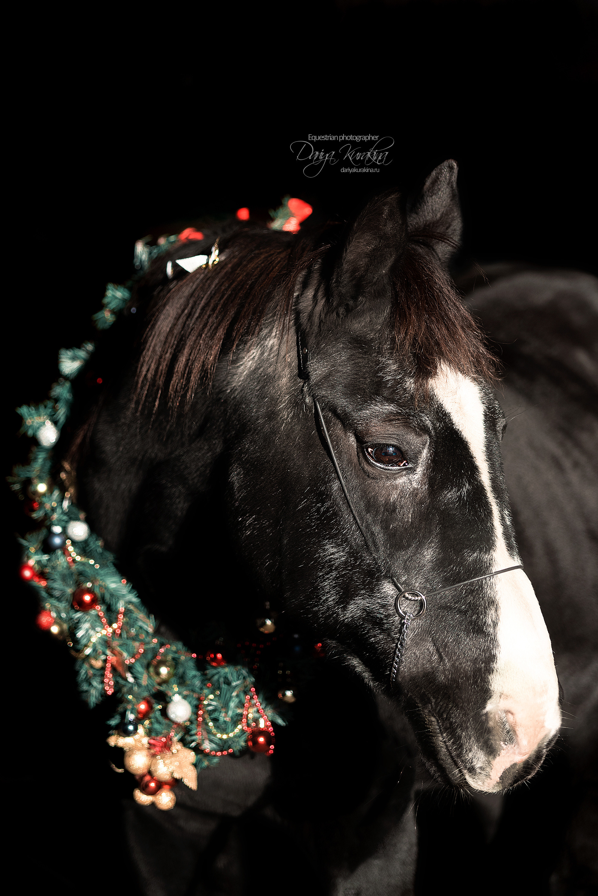 Сияние. Конный фотограф Куракина Дарья • Фотосессии с лошадьми