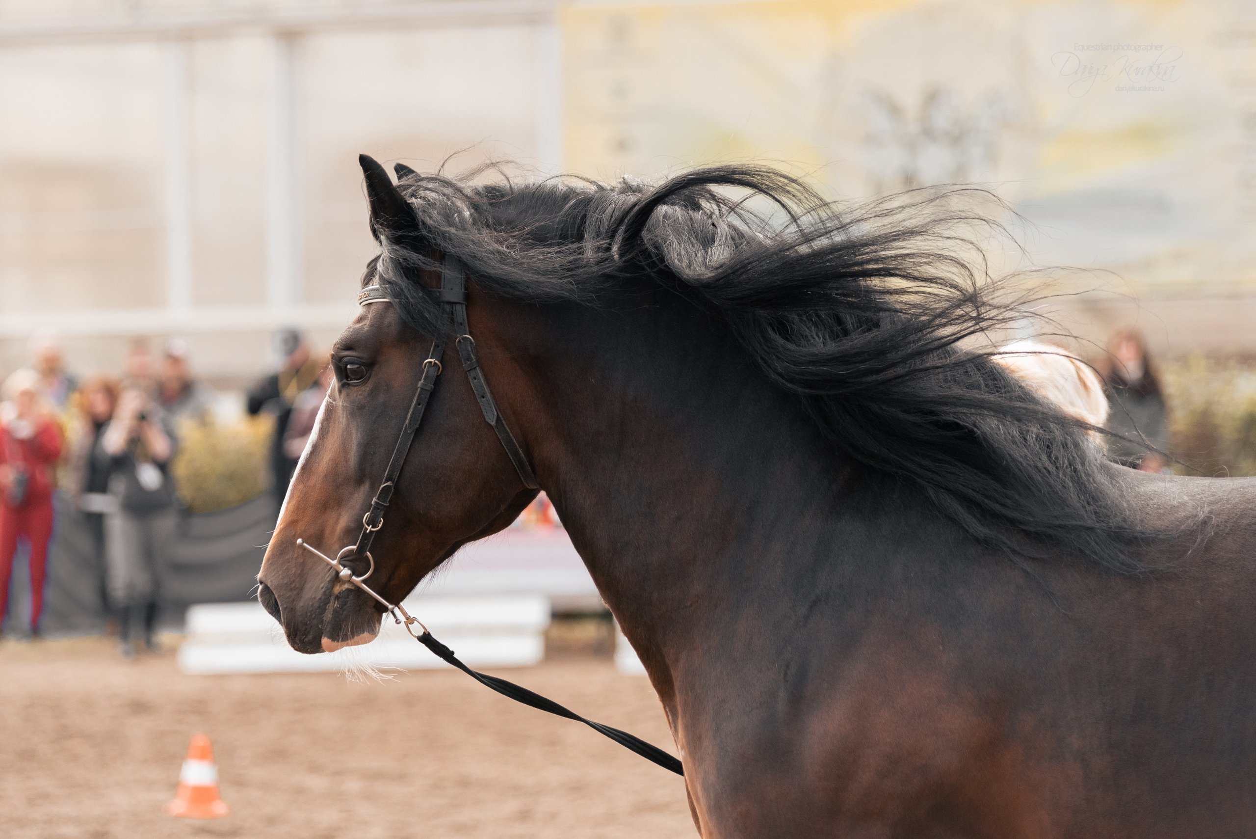 Богдарня. Конный фотограф Куракина Дарья • Фотосессии с лошадьми