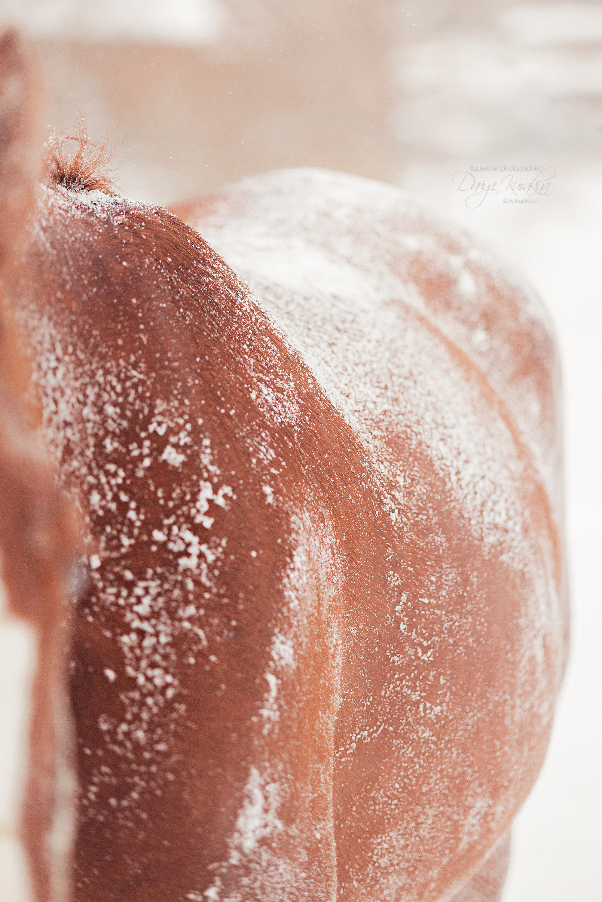 Атос. Конный фотограф Куракина Дарья • Фотосессии с лошадьми