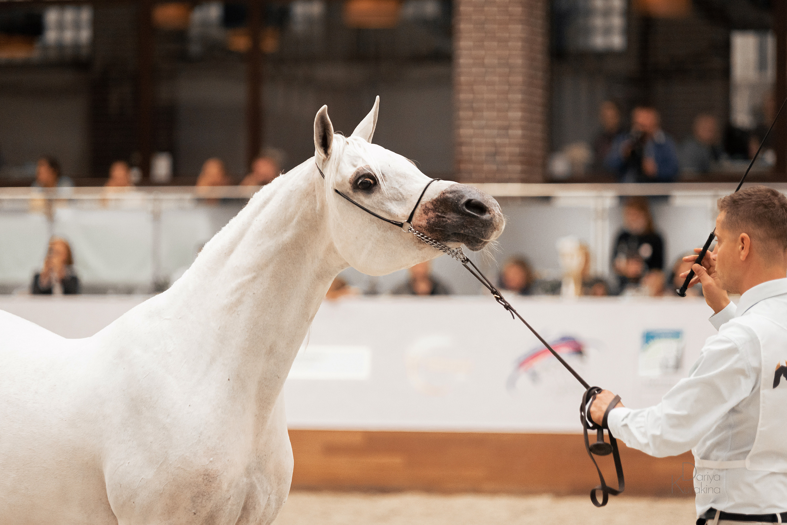 Конная Россия 2021. Конный фотограф Куракина Дарья • Фотосессии с лошадьми