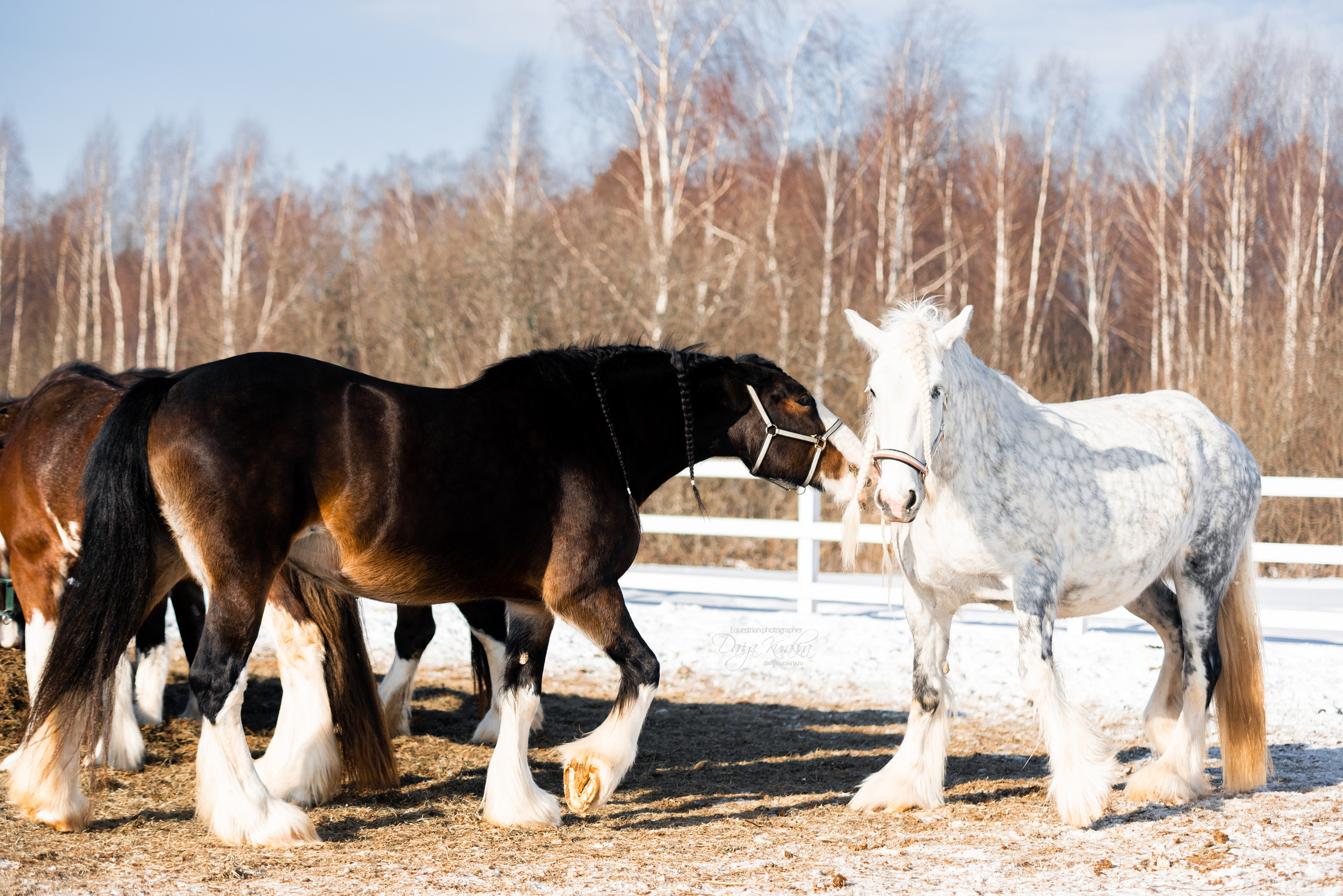 Лафарейдо. Конный фотограф Куракина Дарья • Фотосессии с лошадьми