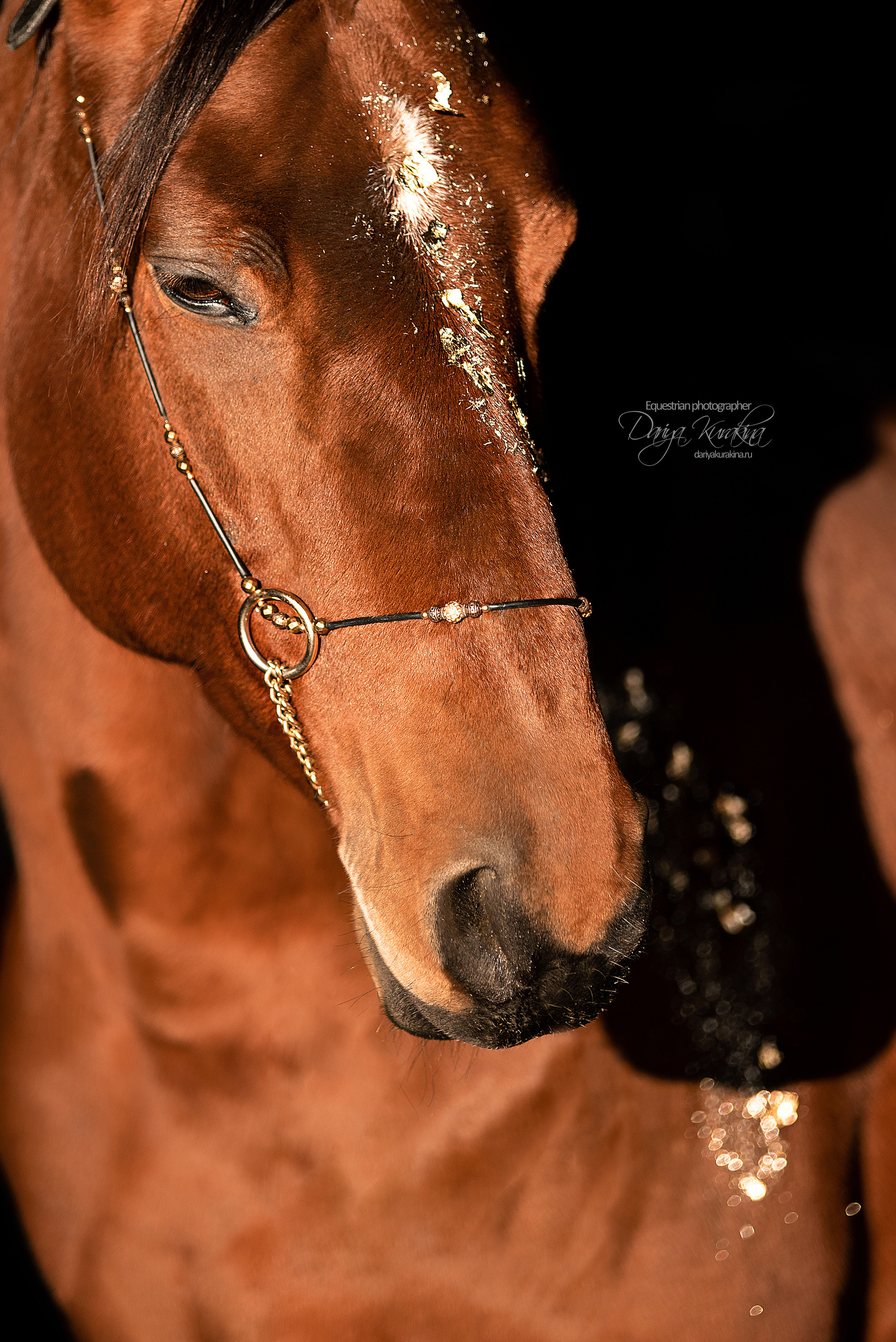 Сияние. Конный фотограф Куракина Дарья • Фотосессии с лошадьми