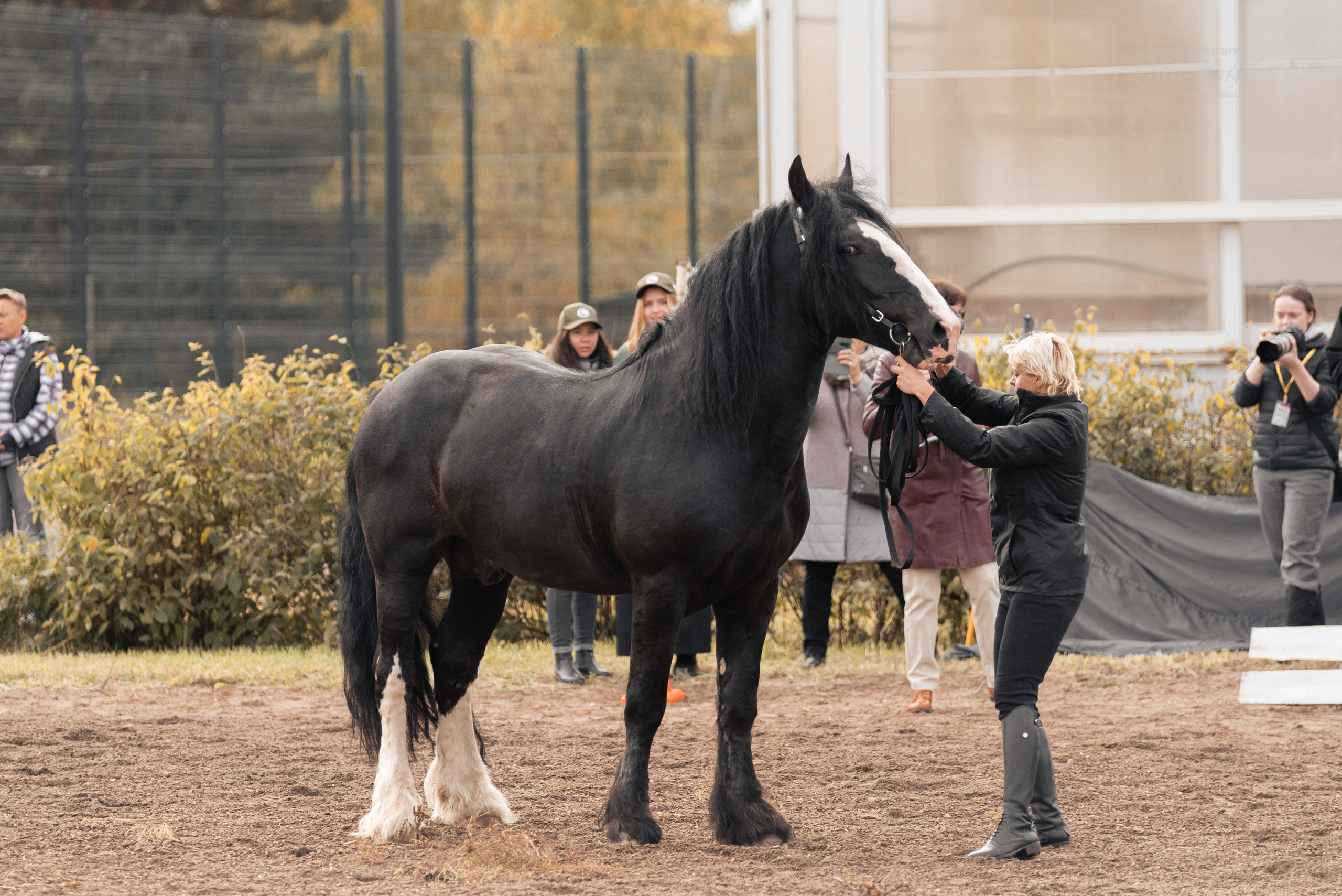 Богдарня. Конный фотограф Куракина Дарья • Фотосессии с лошадьми