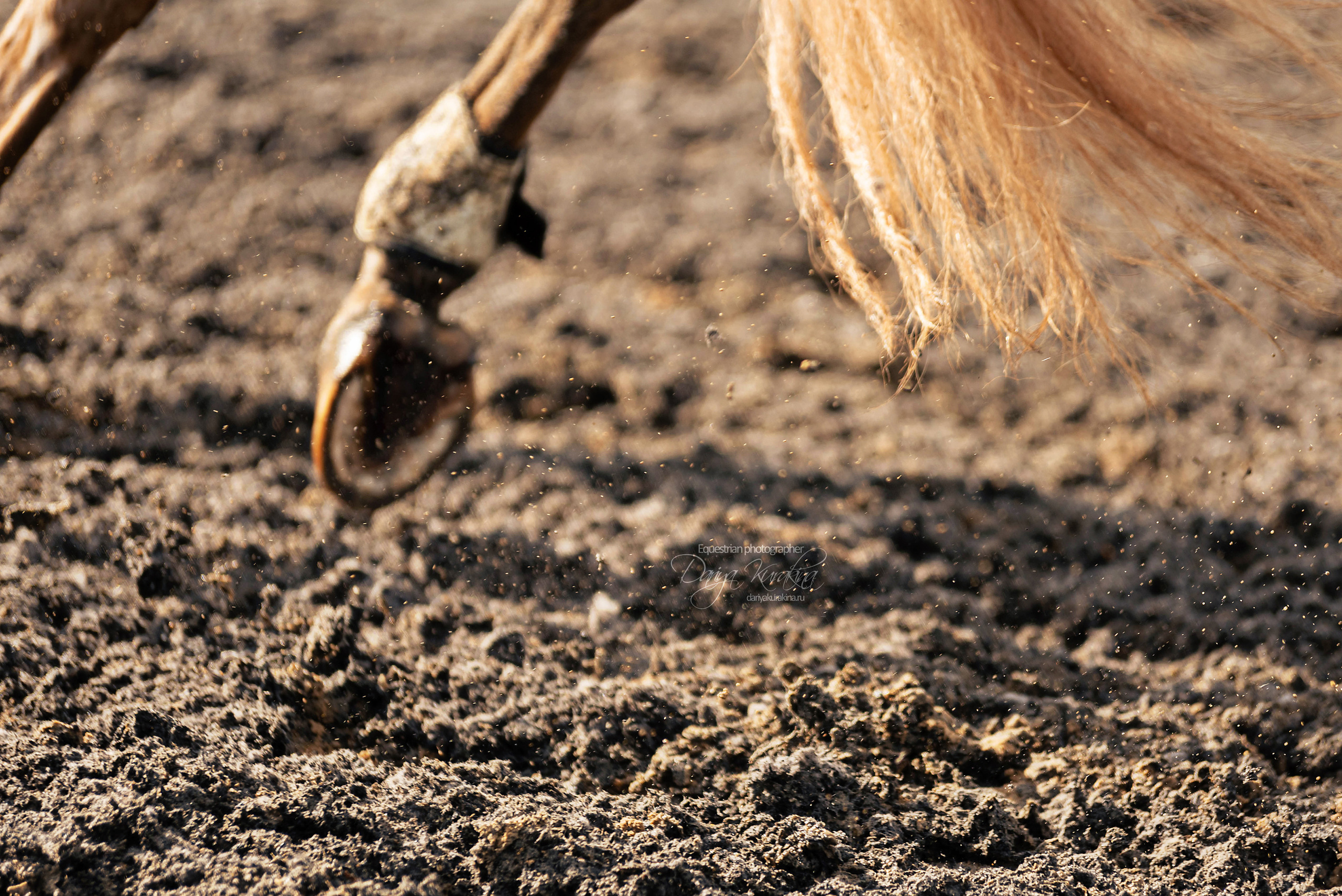 Кнабы. Конный фотограф Куракина Дарья • Фотосессии с лошадьми