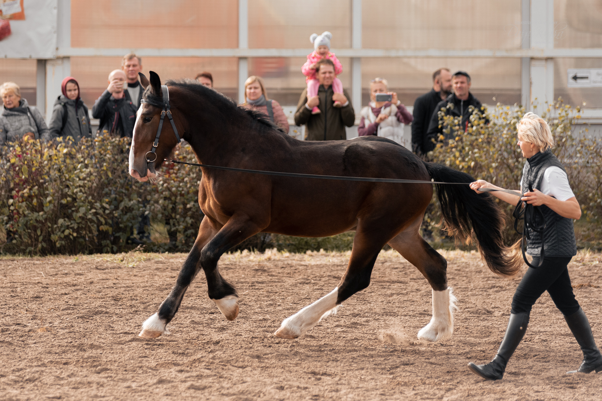 Богдарня. Конный фотограф Куракина Дарья • Фотосессии с лошадьми