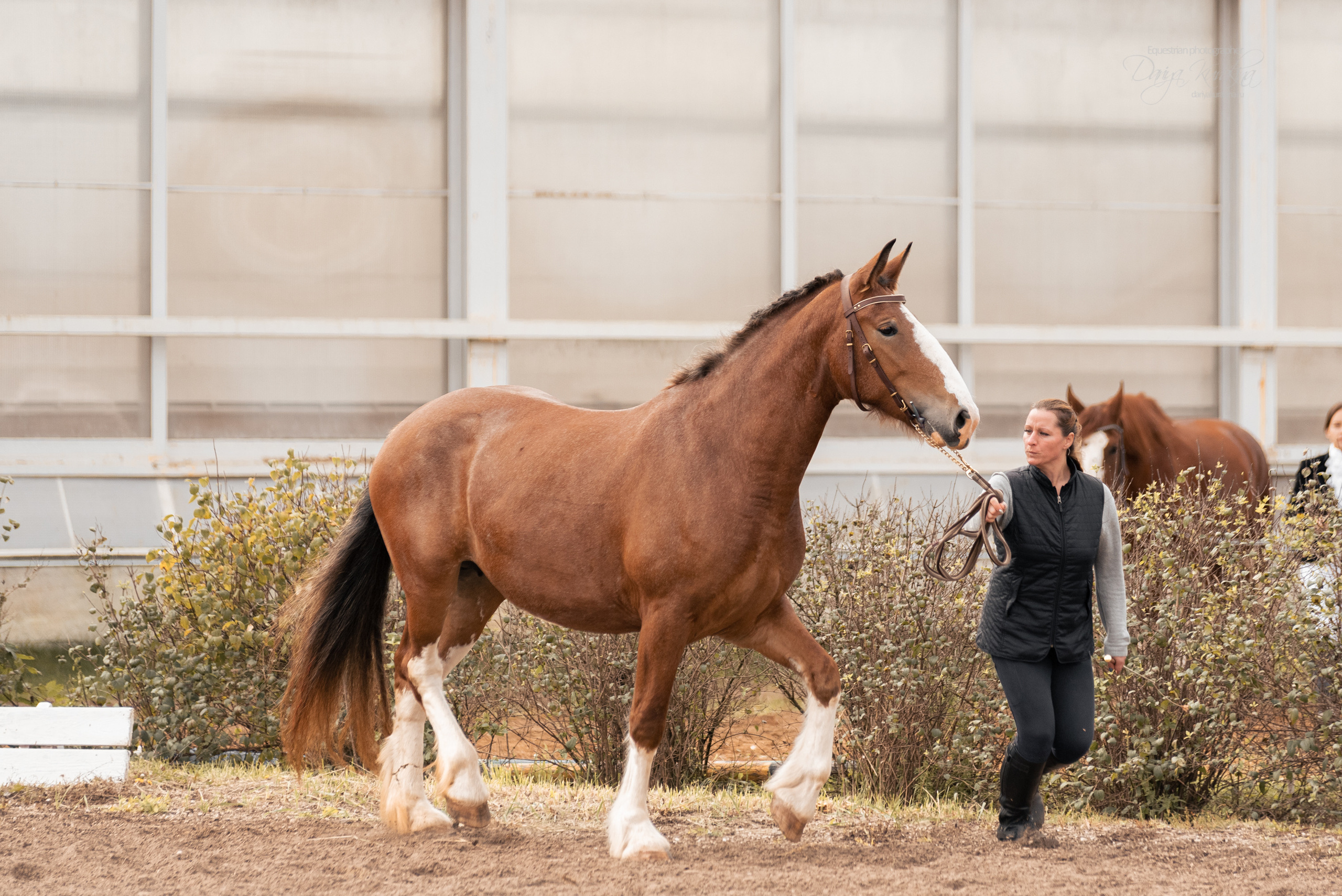 Богдарня. Конный фотограф Куракина Дарья • Фотосессии с лошадьми