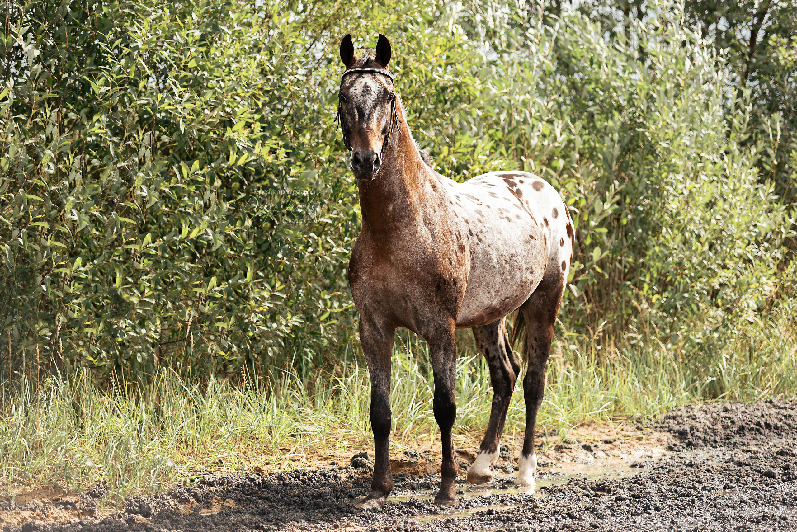 Кнабы. Конный фотограф Куракина Дарья • Фотосессии с лошадьми