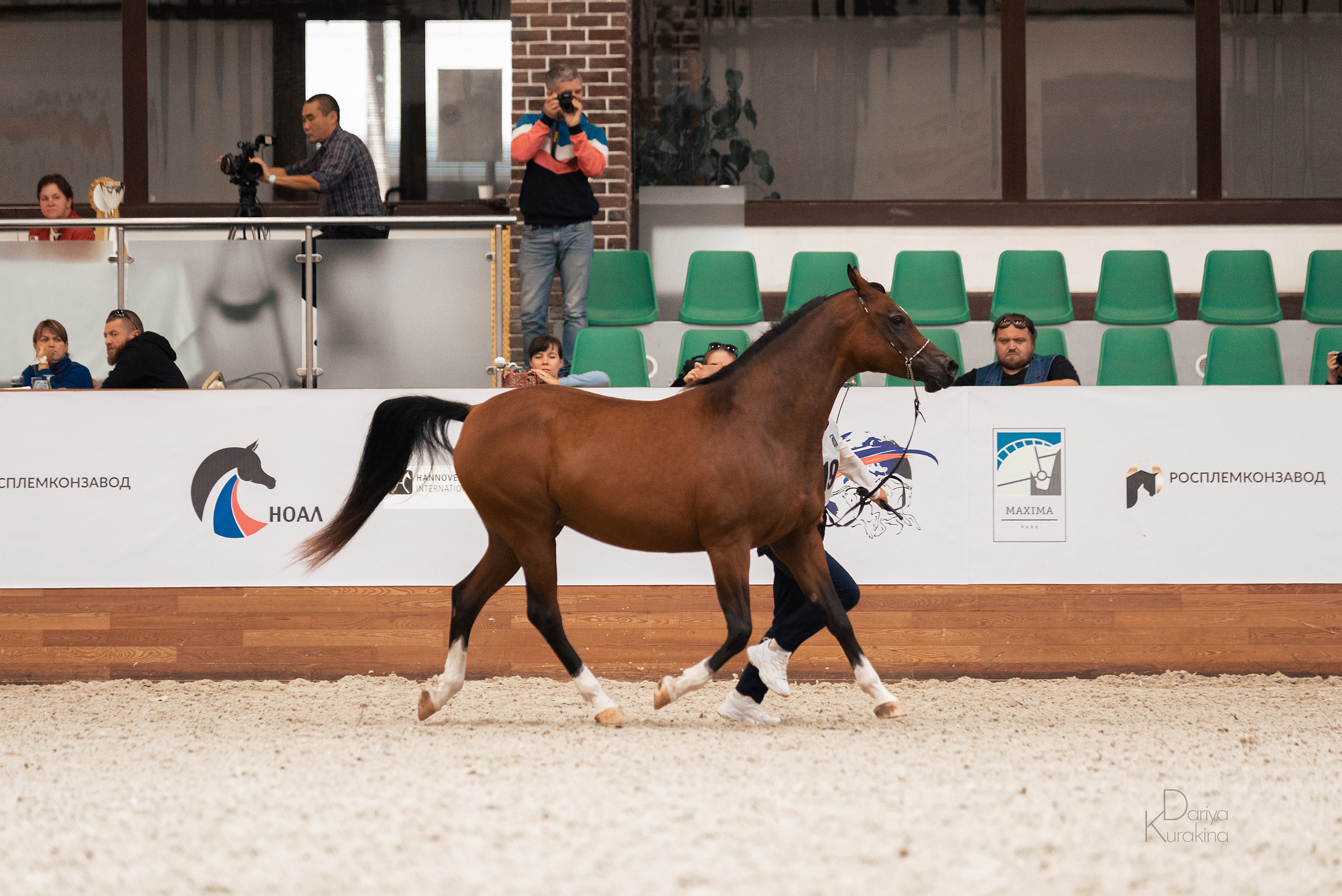 Конная Россия 2021. Конный фотограф Куракина Дарья • Фотосессии с лошадьми