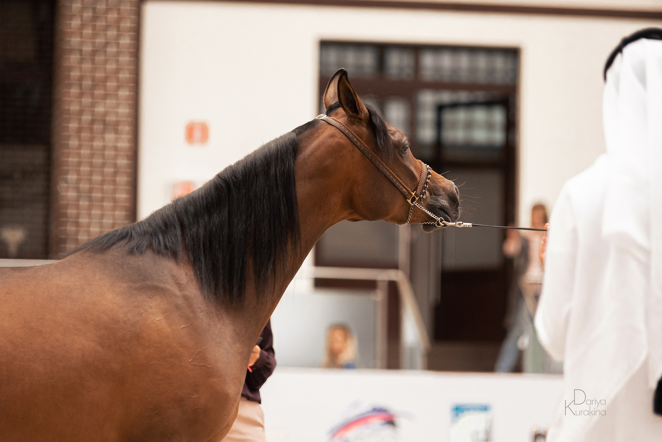 Конная Россия 2021. Конный фотограф Куракина Дарья • Фотосессии с лошадьми