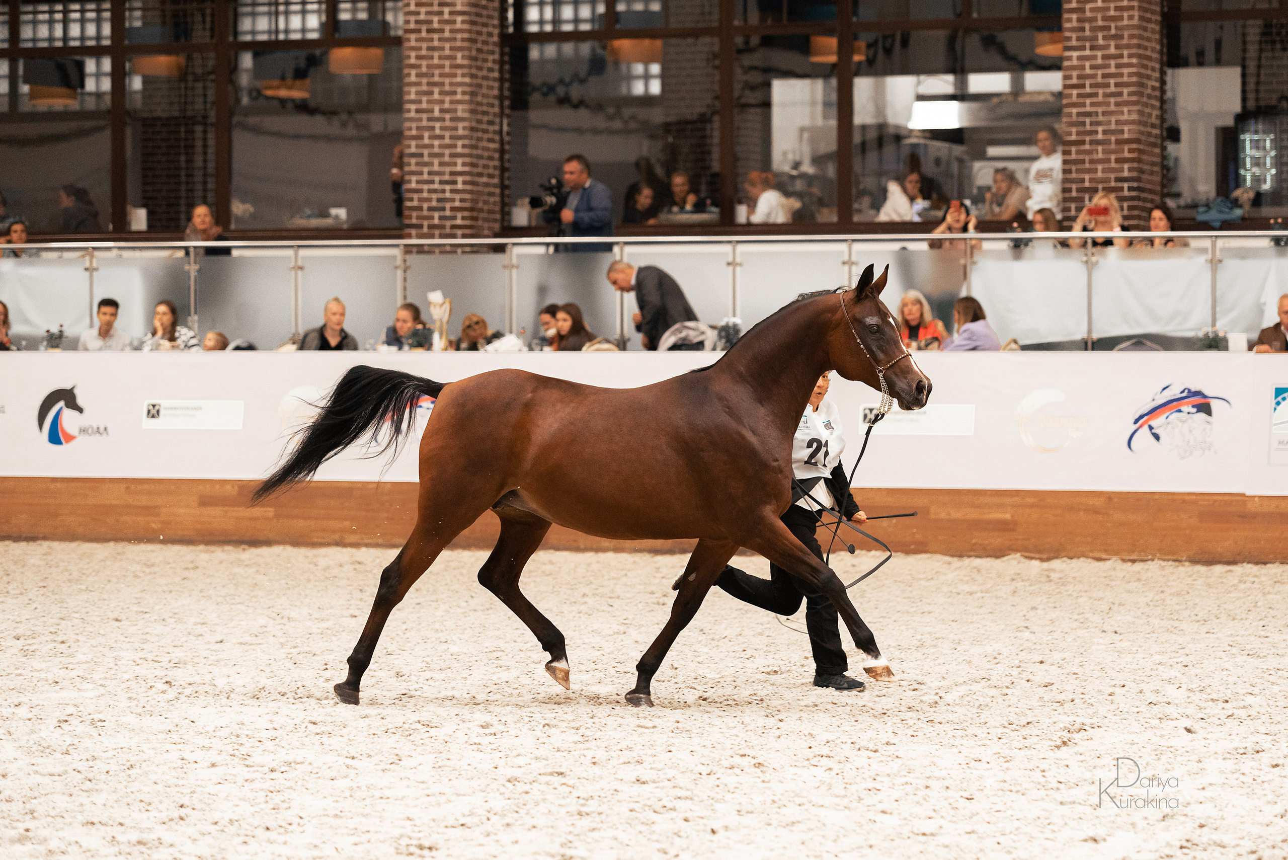 Конная Россия 2021. Конный фотограф Куракина Дарья • Фотосессии с лошадьми