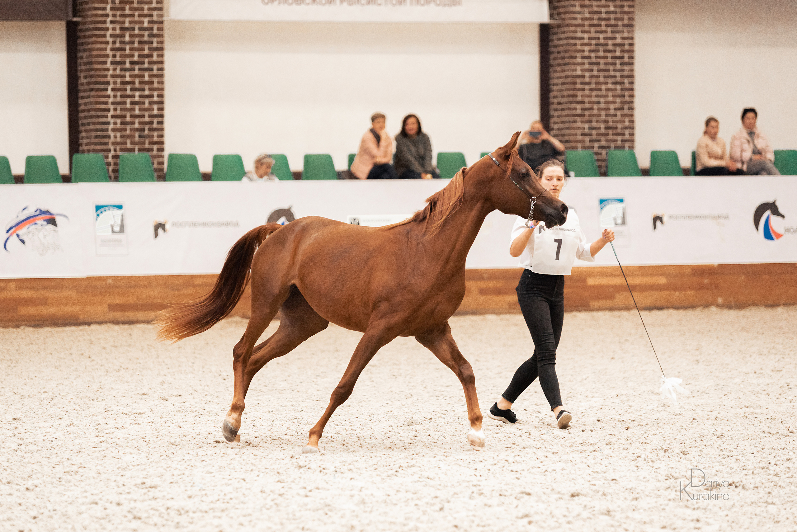 Конная Россия 2021. Конный фотограф Куракина Дарья • Фотосессии с лошадьми